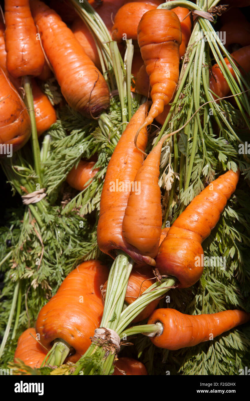 I grappoli di homegrown carote, lavato su sfondo scuro Foto Stock