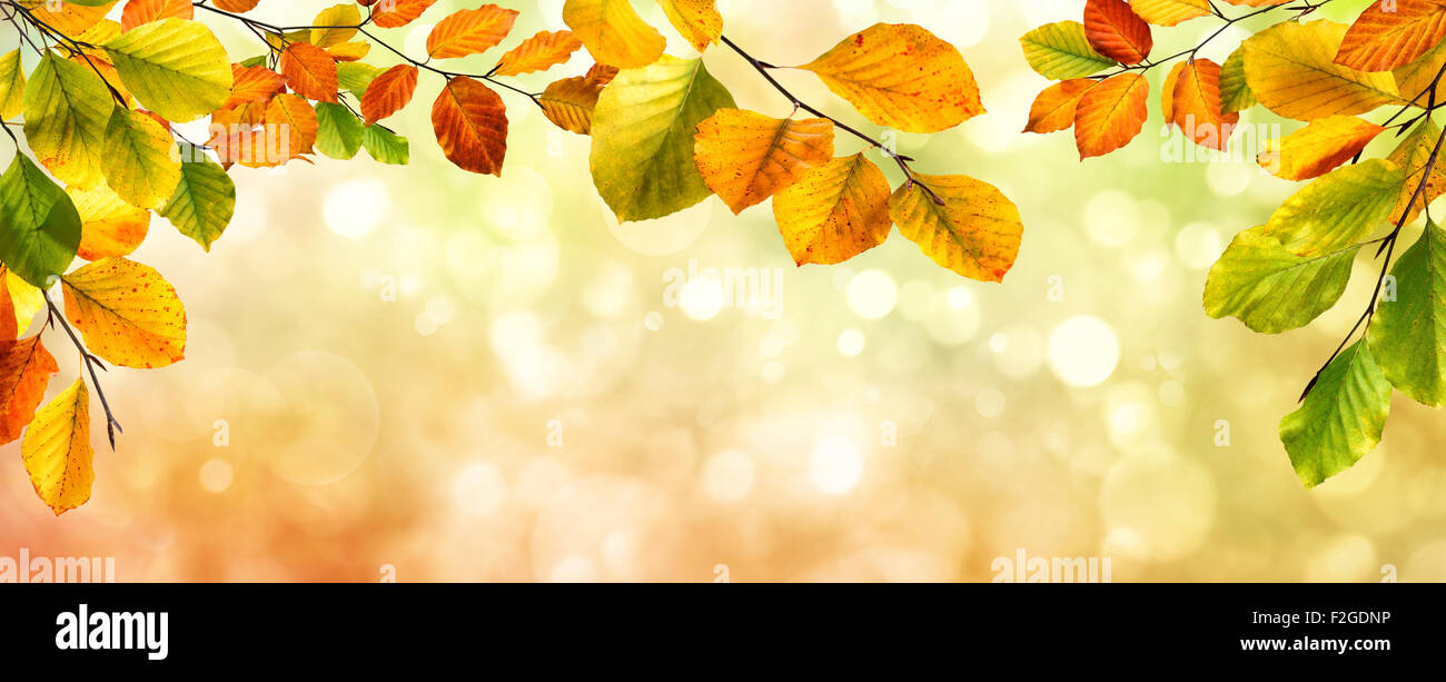 Colori d'autunno di foglie di faggio bordo su una natura bellissima bokeh sfondo, ampio formato panorama Foto Stock