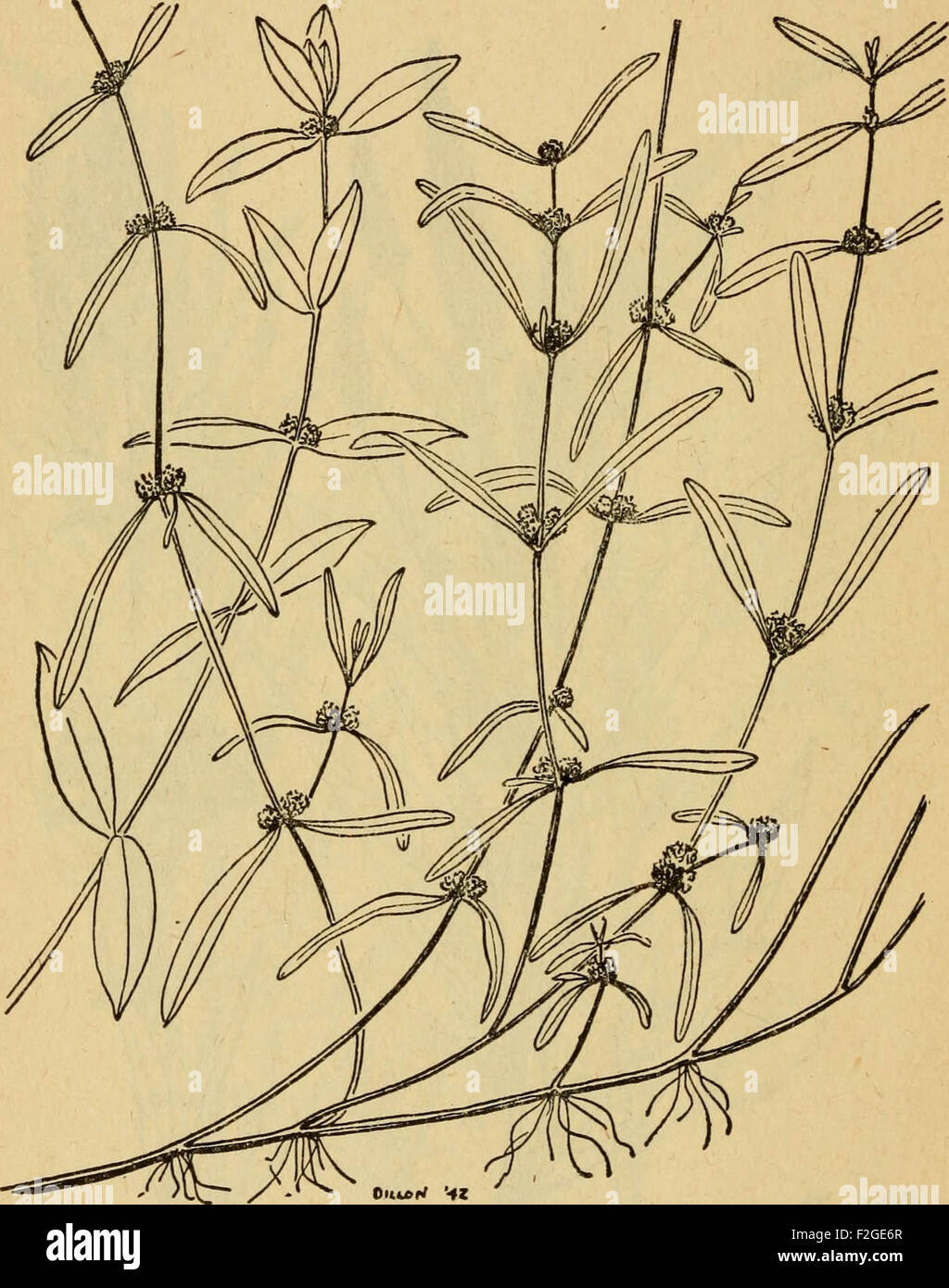 L'emergenza alimentare piante e piante velenose delle isole del Pacifico Foto Stock
