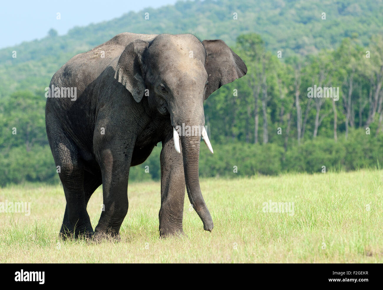L'immagine dell'Elefante Asiatico (Elephas maximus) è stato girato nel parco di cittadino di Corbett - India Foto Stock