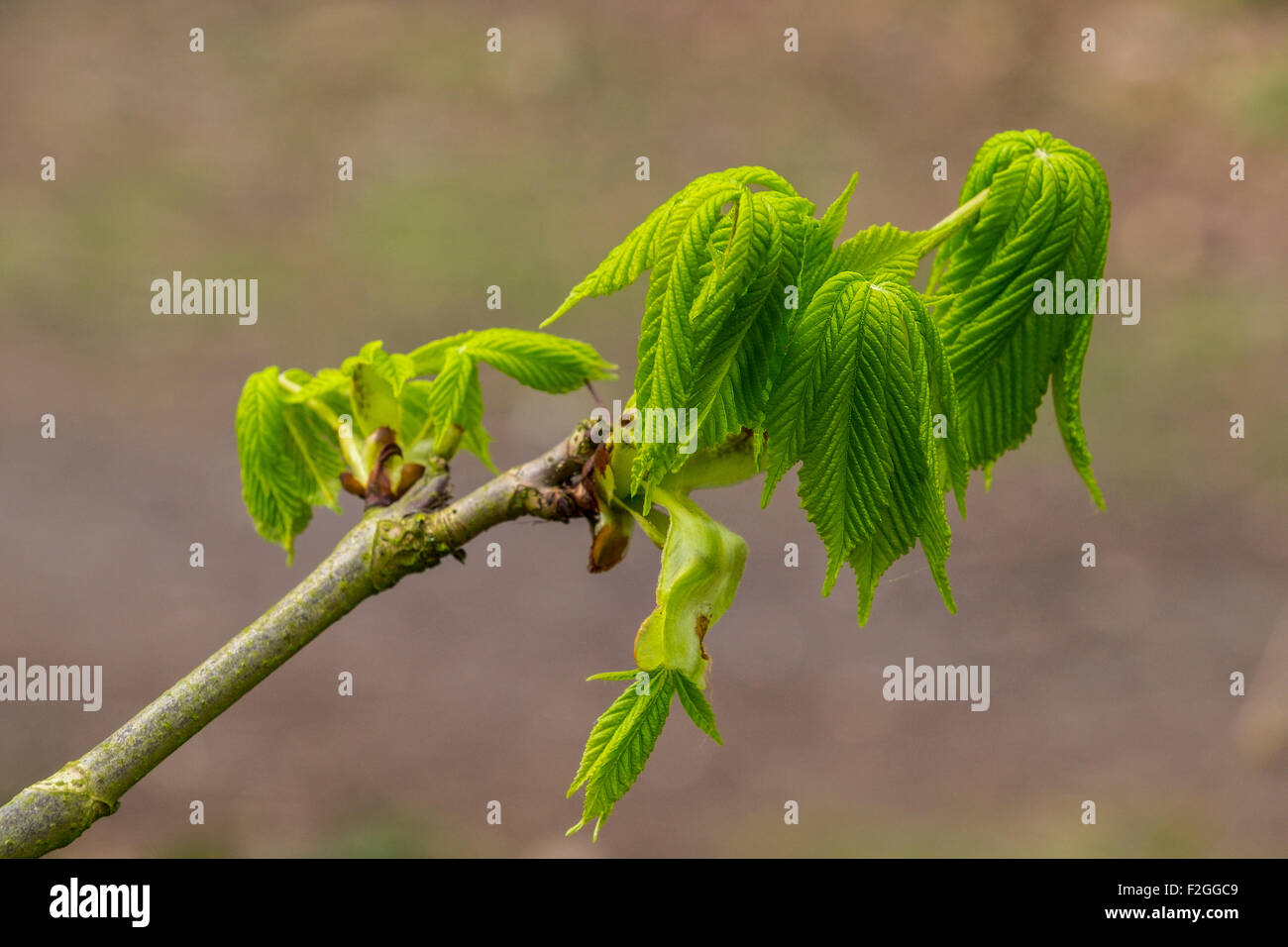 Ippocastano foglie in apertura nella primavera. Foto Stock