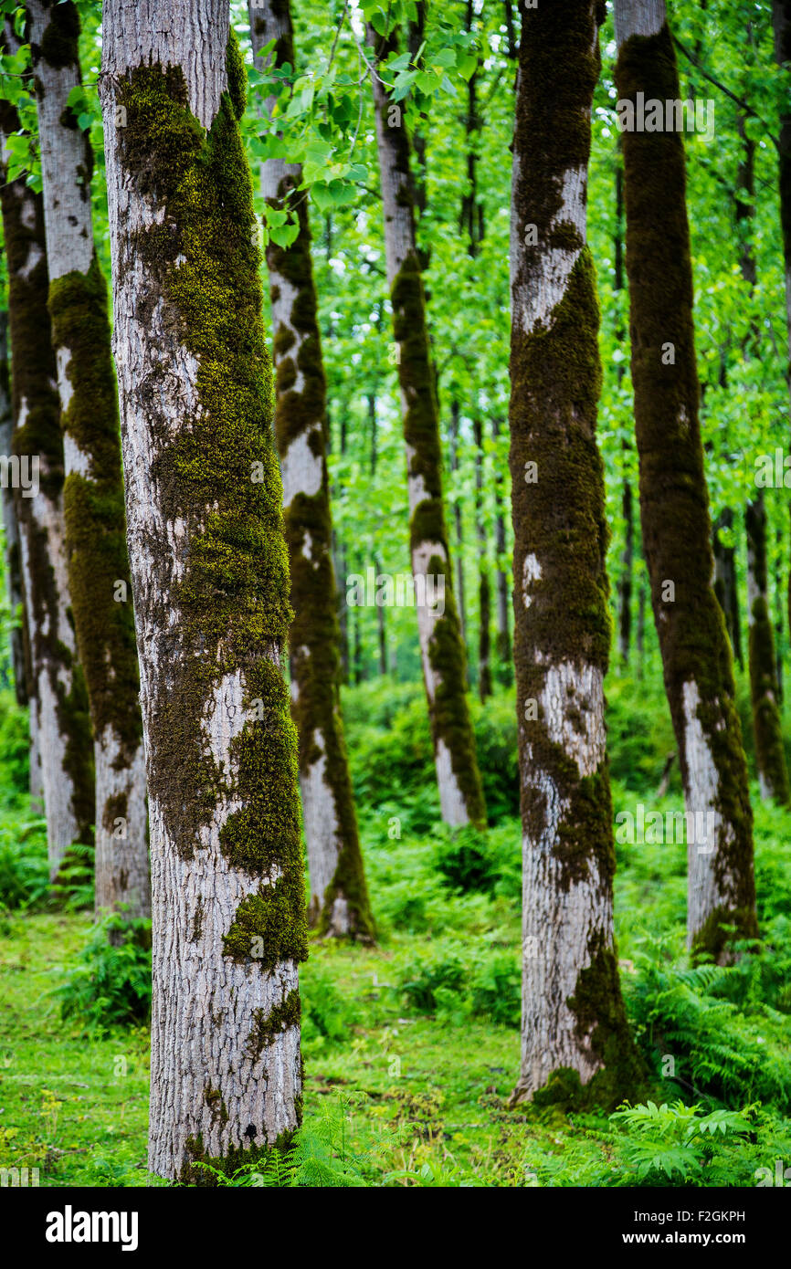 albero Foto Stock