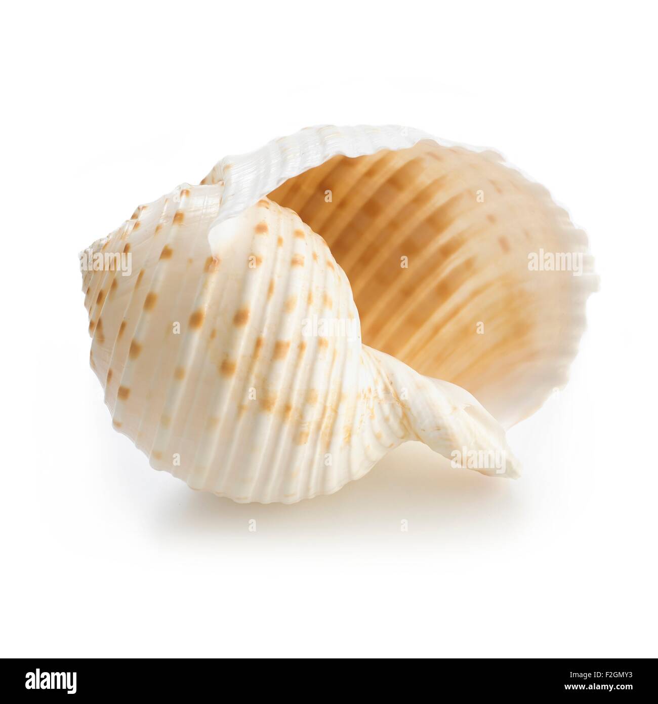 Costate tun conchiglia di mare Foto Stock