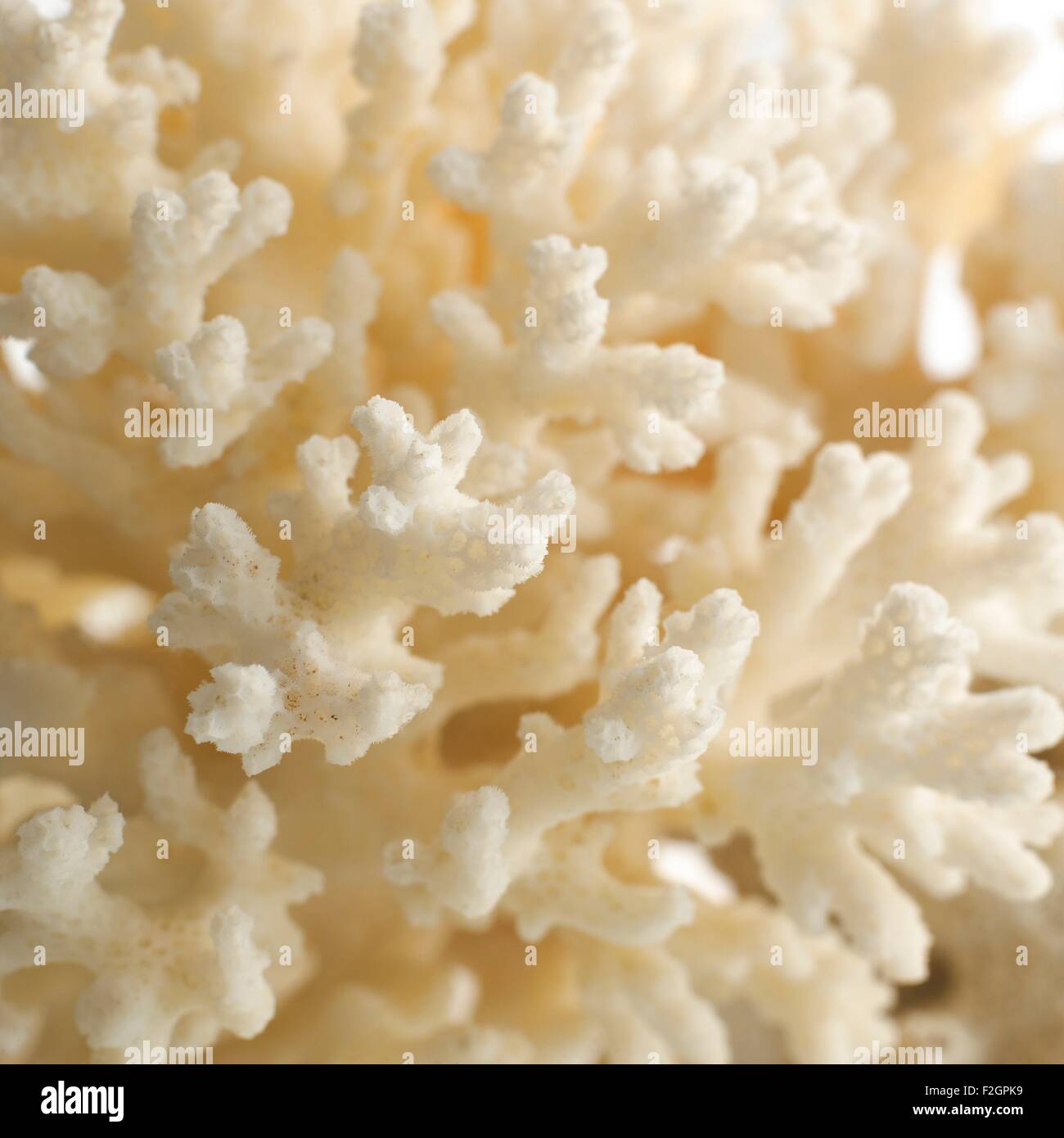 Corallo di cavolfiore Foto Stock