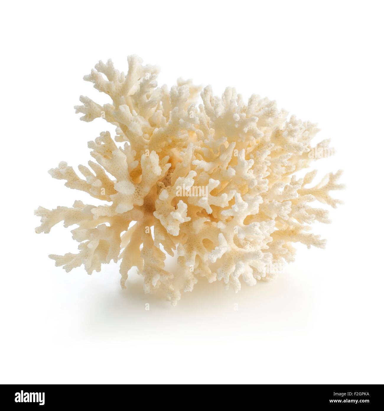 Perle per bigiotteria fatta di lucidato corallo fossile Foto stock - Alamy