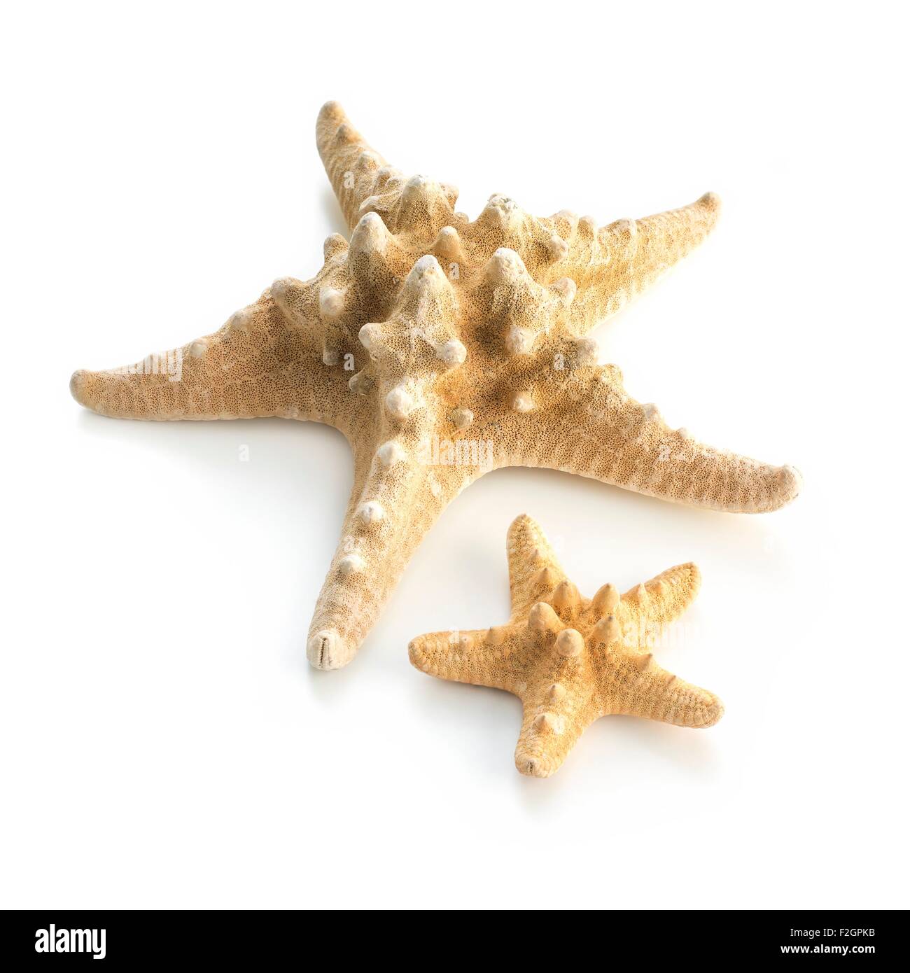 Stella di mare ocra Foto Stock