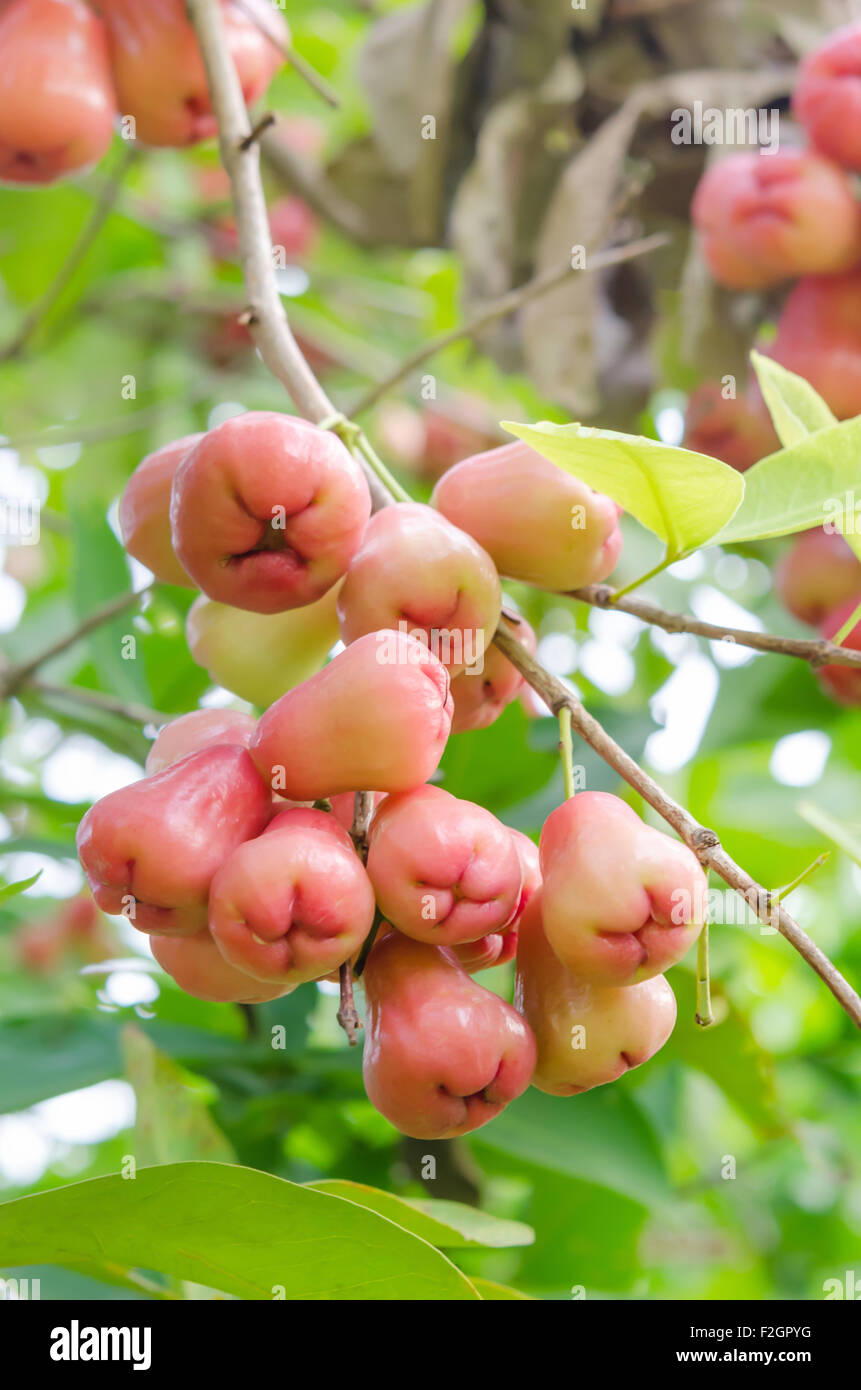 Rose mele o chomphu su albero in Orchard Foto Stock