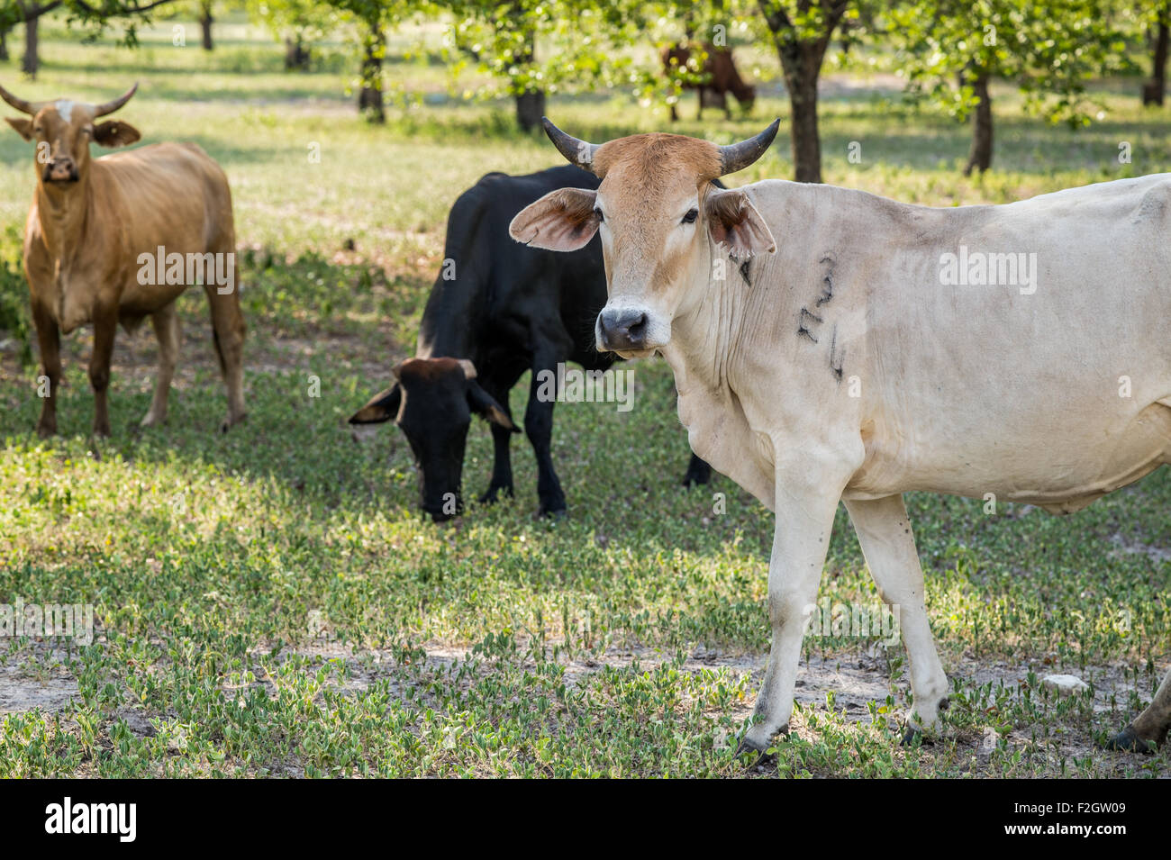 Misto di bovini di razza in Botswana, Africa Foto Stock