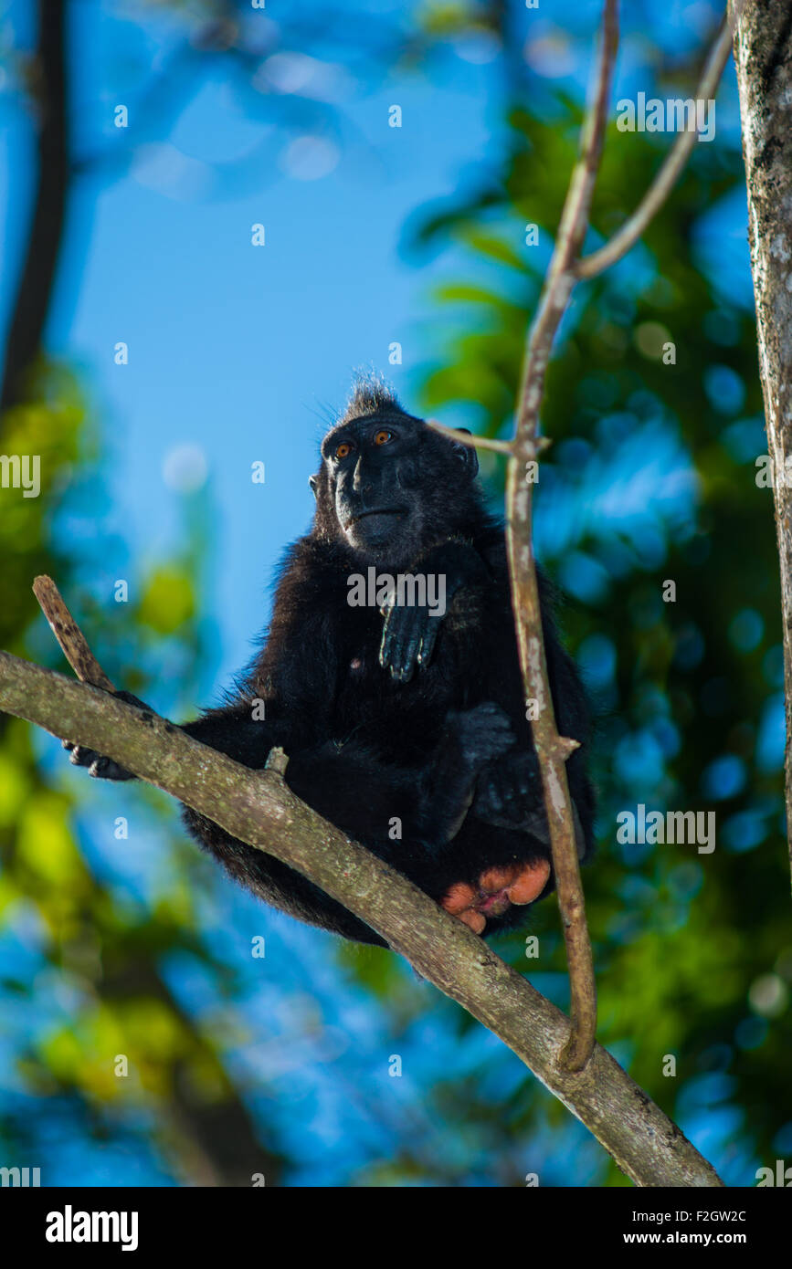 Un nero macaco crestato da Nord Sulawesi prendere un periodo di riposo fino sulla cima di un albero con il blu del cielo come sfondo Foto Stock