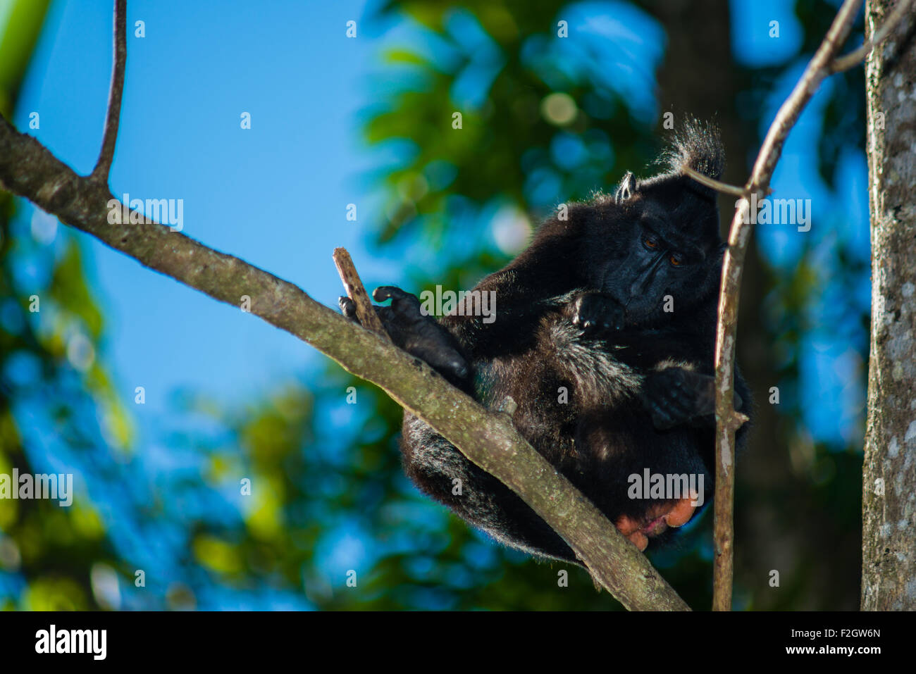 Un Nero Crested macaco endemico in Nord Sulawesi guarda per i parassiti nel suo cappotto mentre sulla sommità di un albero in Tangkoko National Park in Indonesia Foto Stock