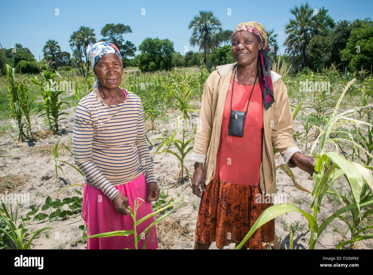 Villaggio Sexaxa donne in Azienda rispettando le loro coltivazioni in Botswana, Africa Foto Stock