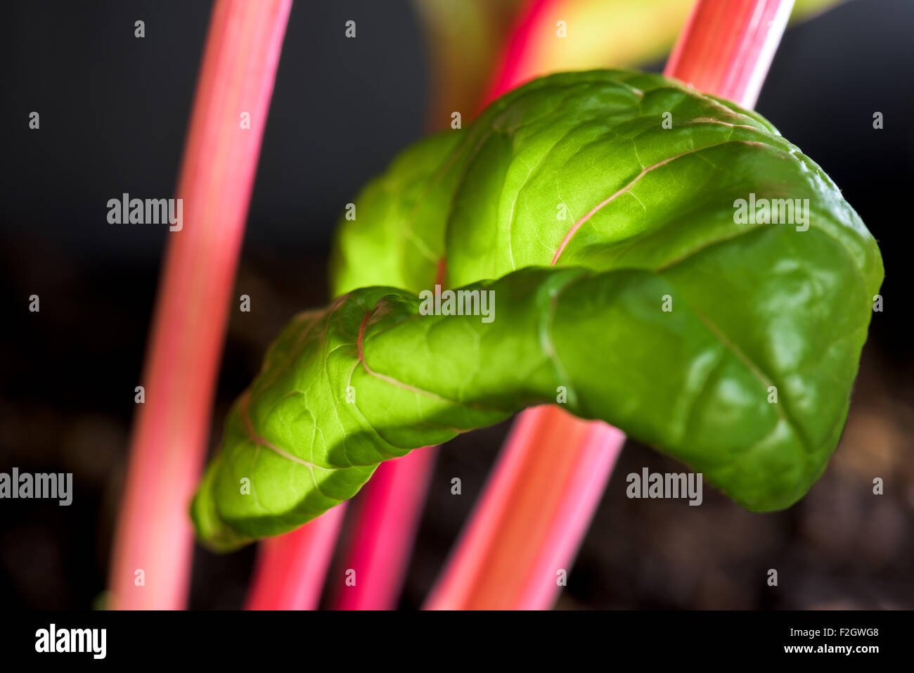 Bietola rossa di ortaggi in foglie Veggi salute sano montare crescere fitness silverbeet Beta vulgaris cicla terra thrive, invasatura, barbabietole da foglia Foto Stock