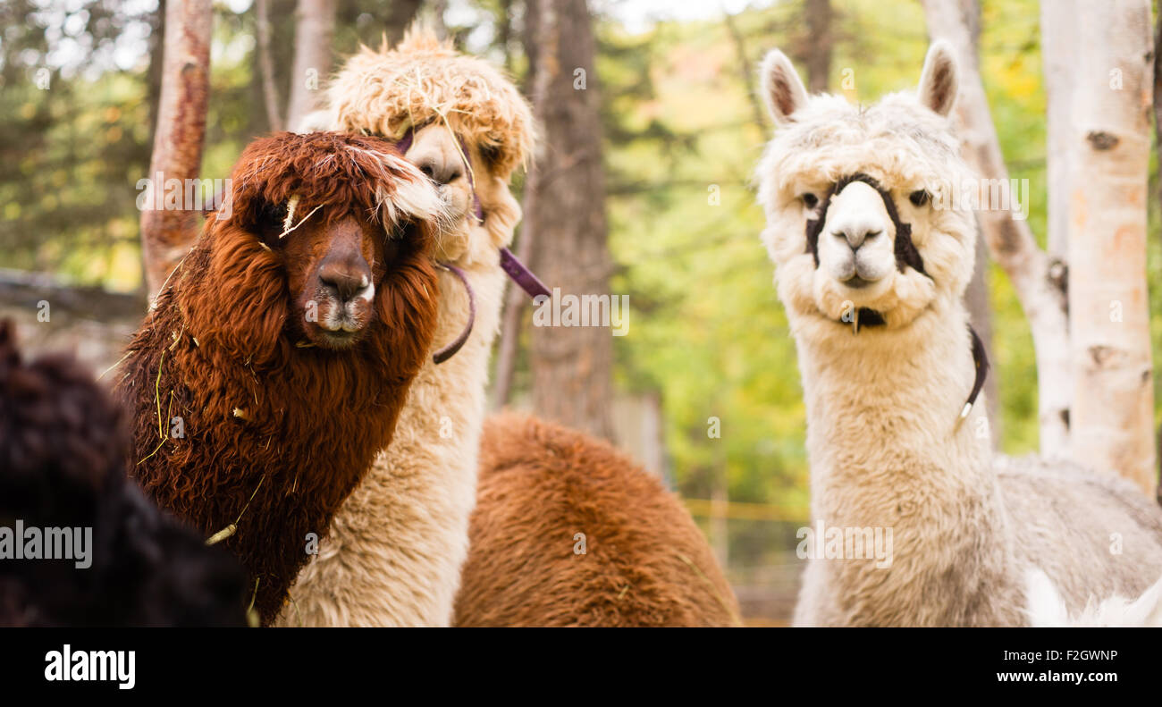 Un gruppo di Llama pausa per guardare la fotocamera mentre si scatta la mattina l'alimentazione Foto Stock