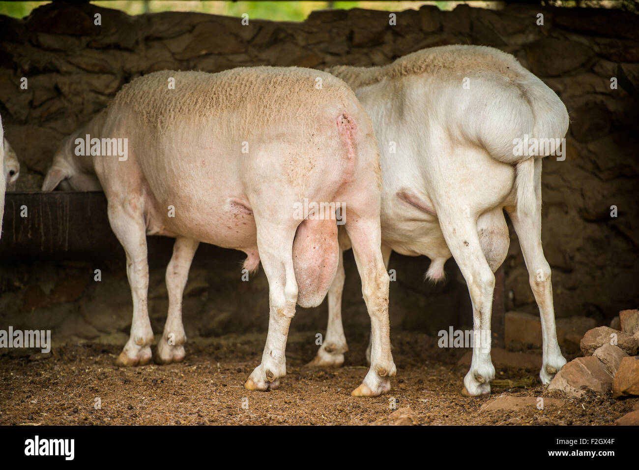 Fat tailed dorpers (Ovis aries) in una fattoria in Botswana, Africa Foto Stock