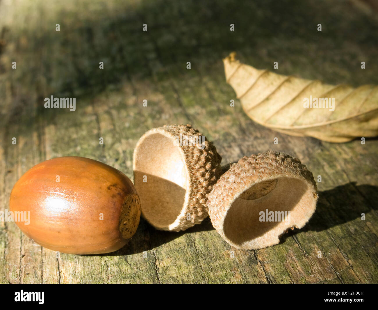 Un still-life di acorn su legno in atmosfera di autunno Foto Stock