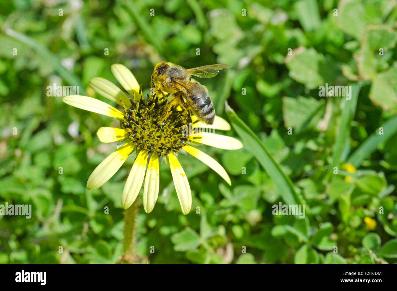 Il miele delle api per raccogliere il polline dal capo di fiore di erbaccia Foto Stock