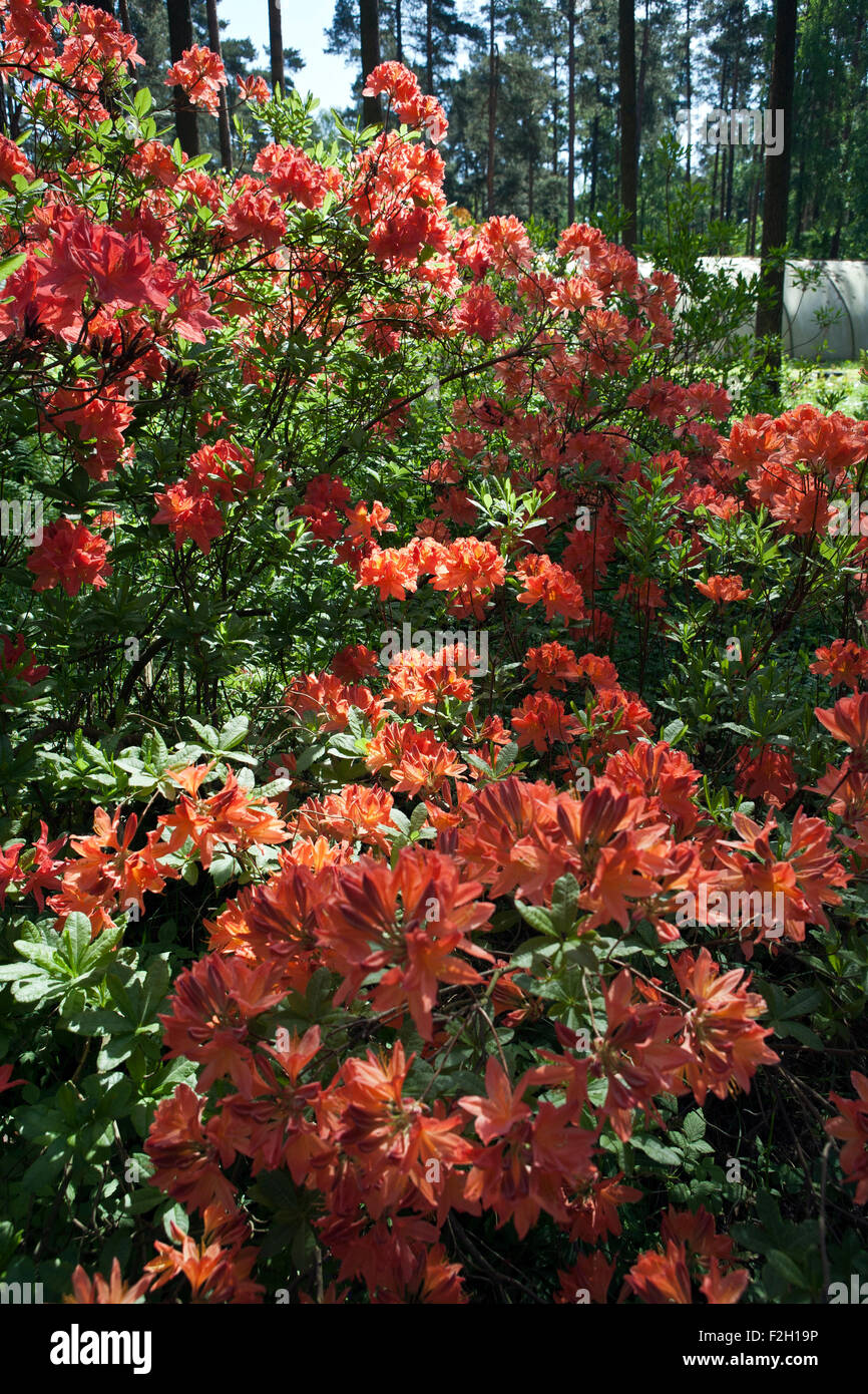 Fioritura di rododendro Babite Rhododendron Park Lettonia Foto Stock