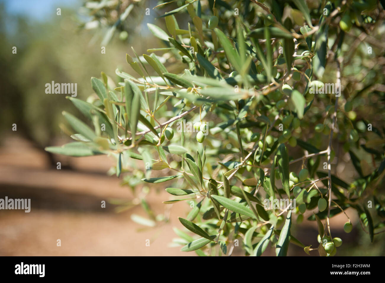 Albero di olivo dettaglio ramo con alcune olive verdi Foto Stock