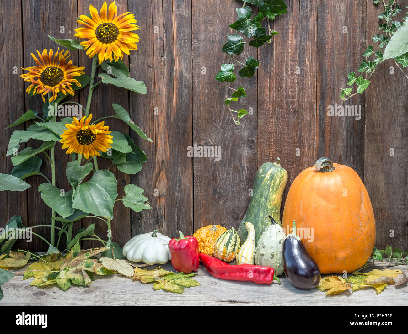 Composizione di zucche, zucchine,l'estate zucche, pepe rosso contro in legno rustico parete tavoloni Foto Stock