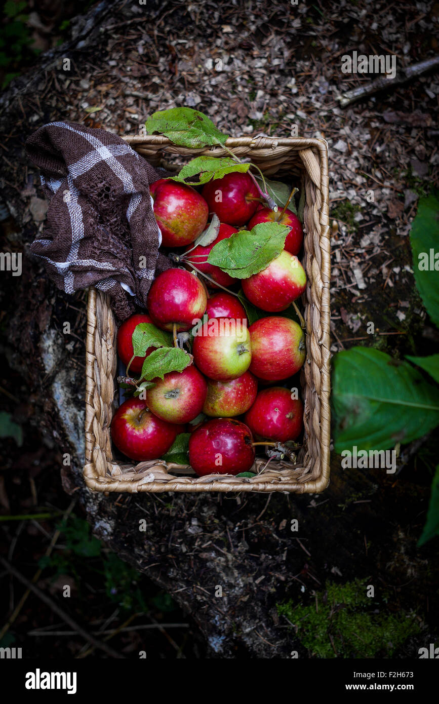 Le mele nel cesto con asciugamani su suolo della foresta. Vista superiore Foto Stock