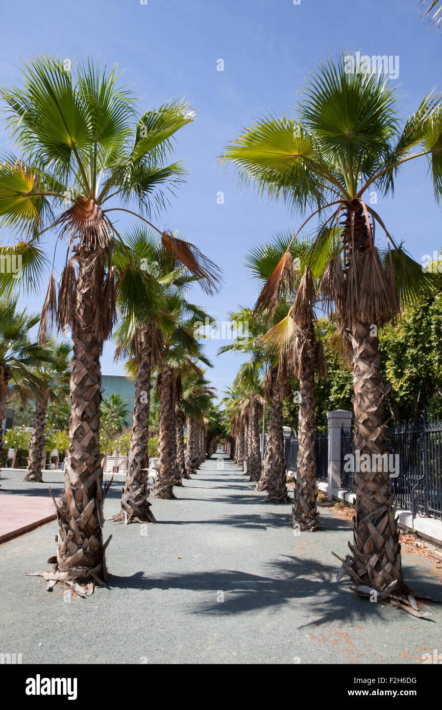 Albero di palme spianata accanto a Malaga lungomare principale di una giornata soleggiata con cielo blu Foto Stock