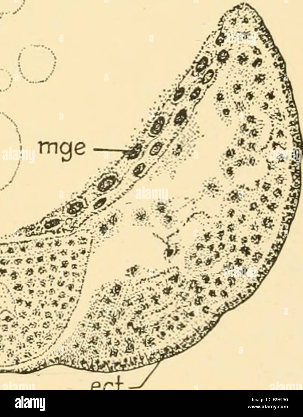 Embriologia di insetti e myriapods; la storia evolutiva degli insetti, millepiedi e millepedes da uovo desposition [!] t Foto Stock