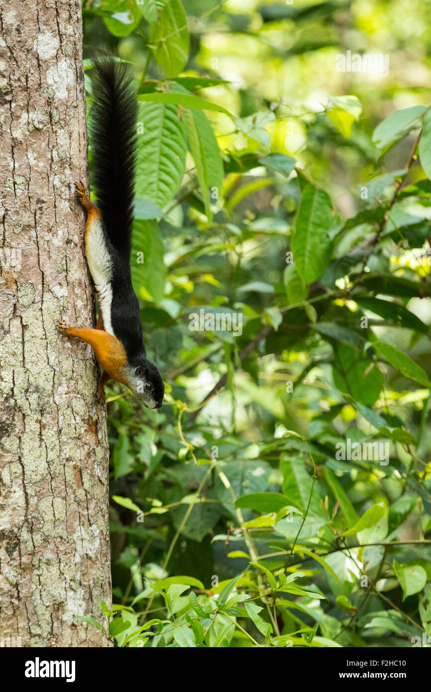 Prevost di scoiattolo scendendo giù da un albero in Borneo Foto Stock