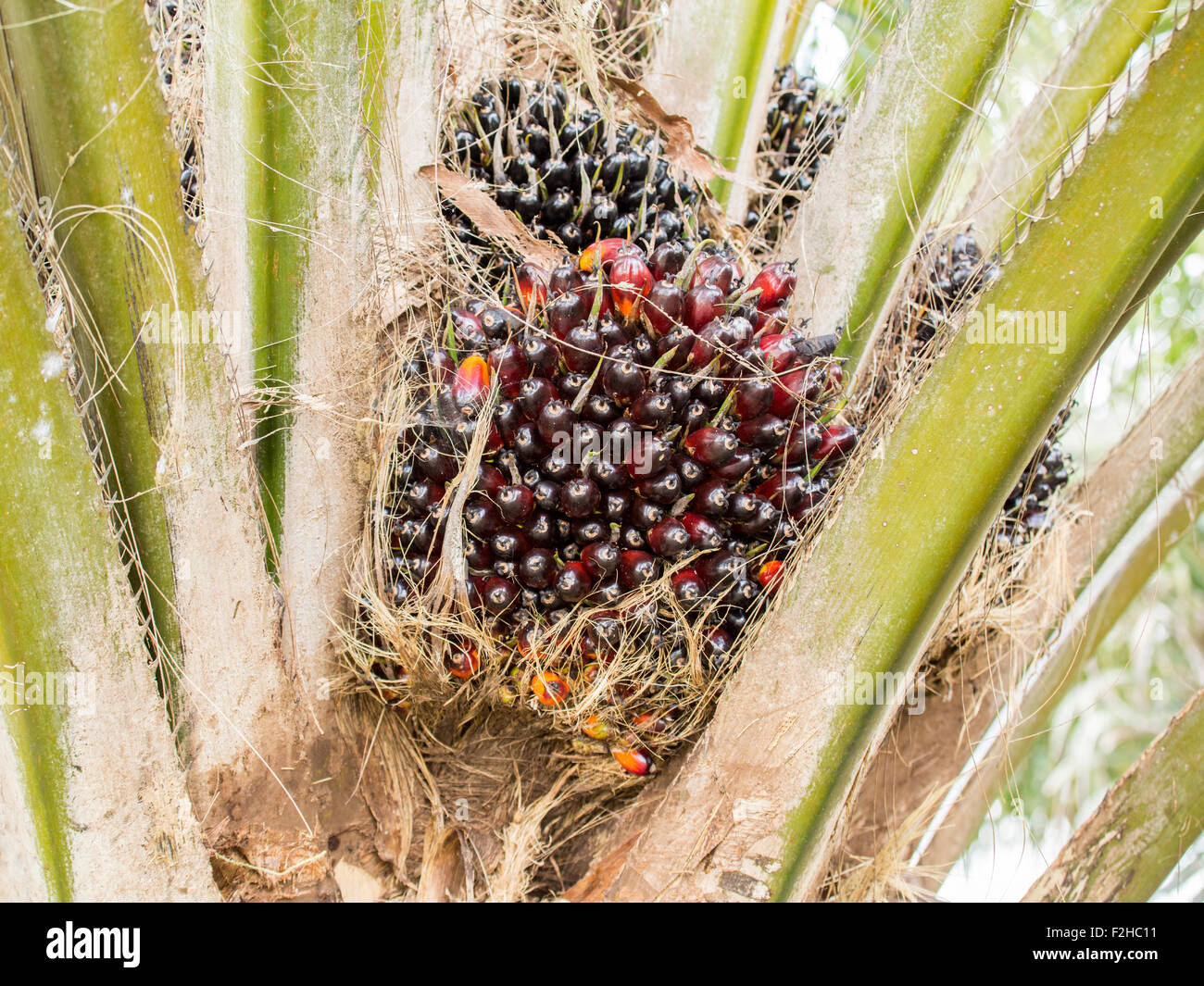 Olio di palma date in Borneo plantation Foto Stock