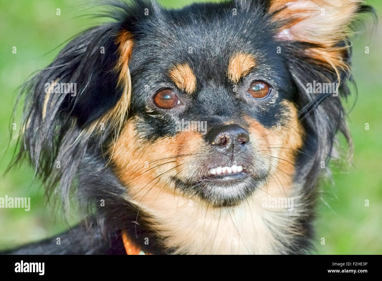 Primo piano della testa del giovane cane con sguardo curioso nella fotocamera Foto Stock