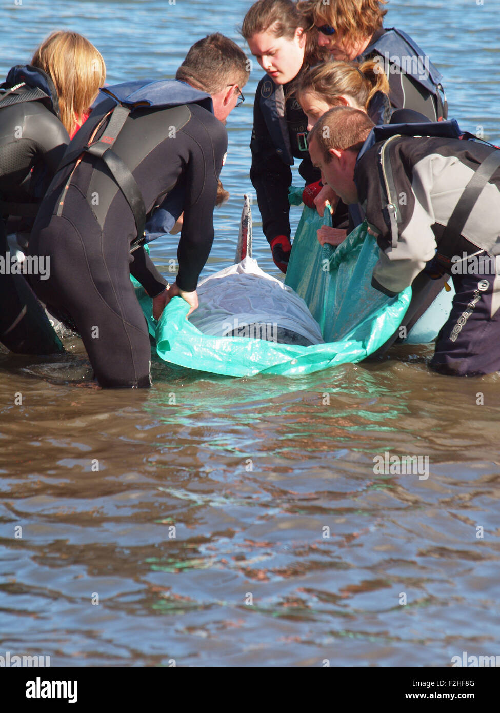 La vita marina rescue carità (B.D.M.L.R) formazione dei volontari per il soccorso di imitazione mammifero marino al rifugio di Tynemouth. Foto Stock