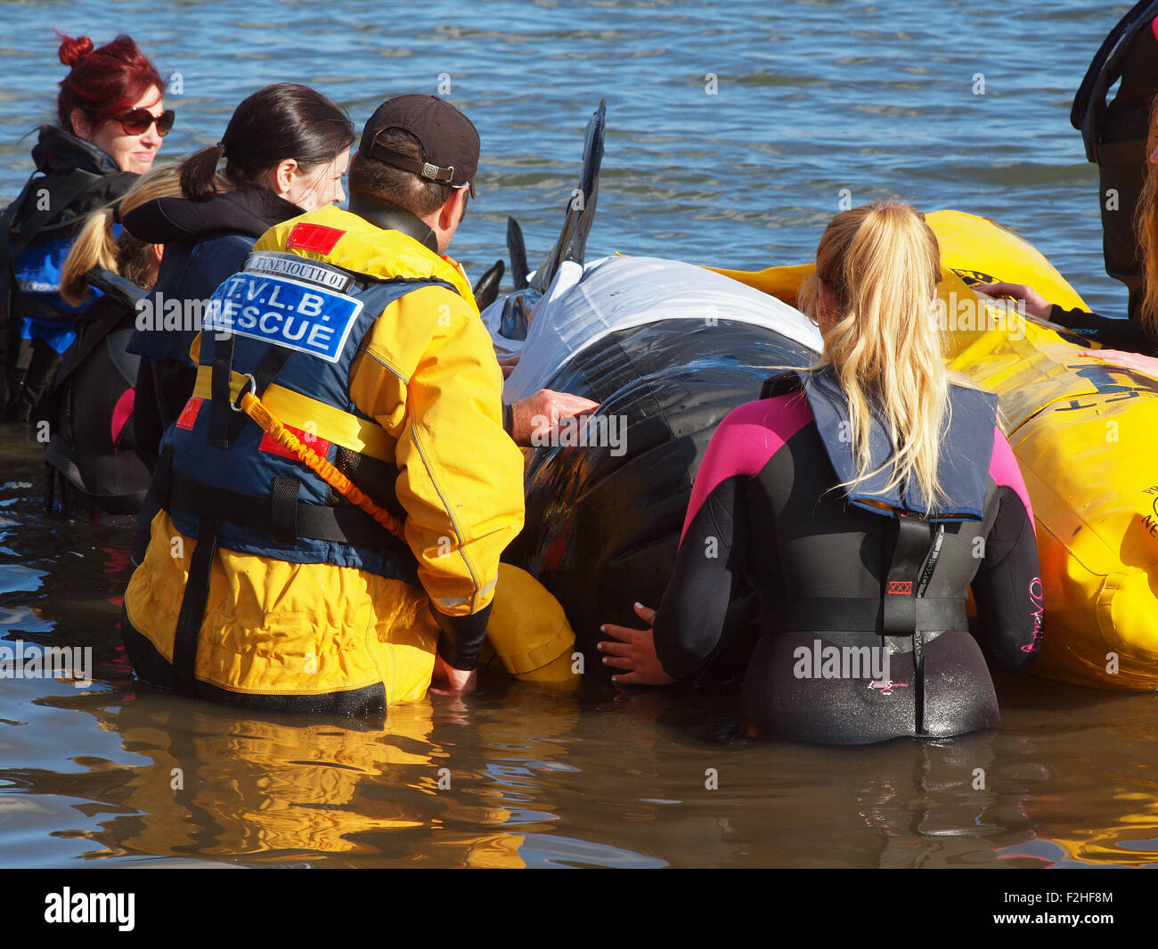 La vita marina rescue carità (B.D.M.L.R) formazione dei volontari per il soccorso di imitazione mammifero marino al rifugio di Tynemouth. Foto Stock