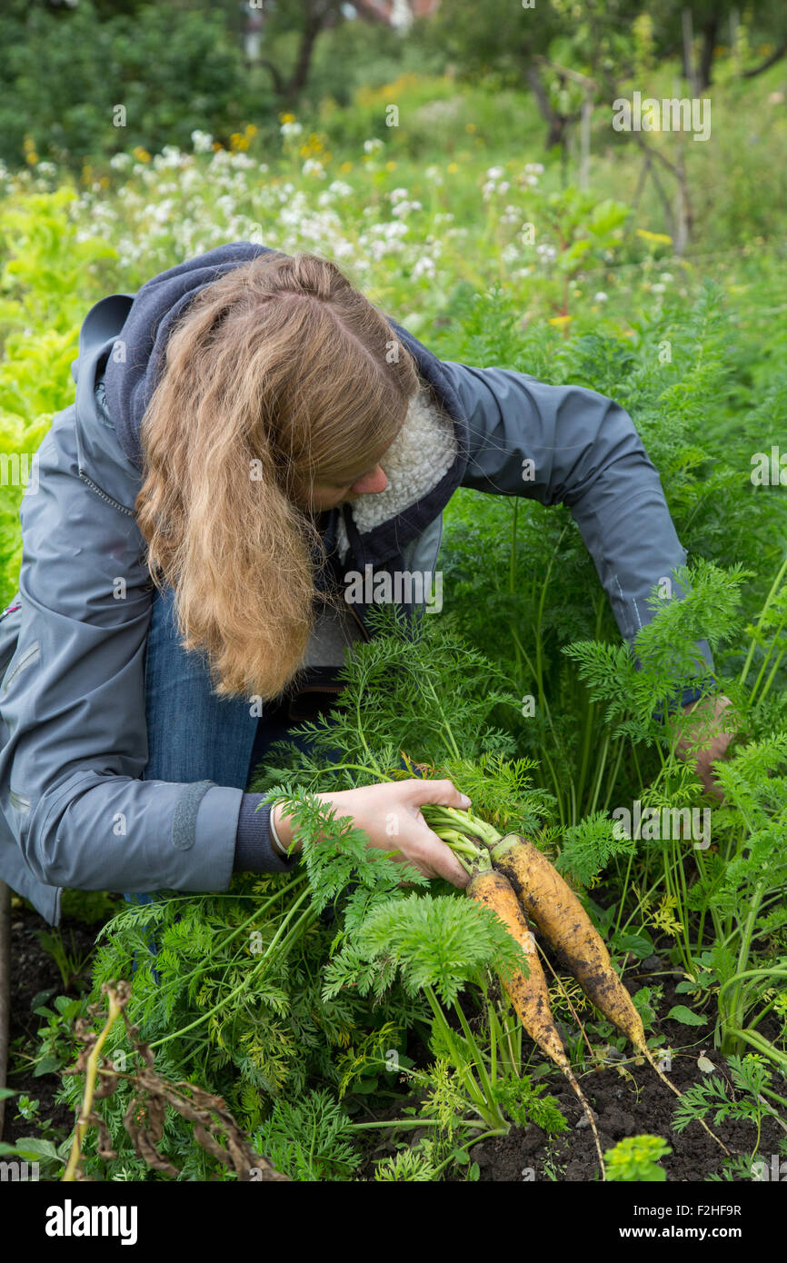 Donna ricerca per le carote fresche al riparto Foto Stock