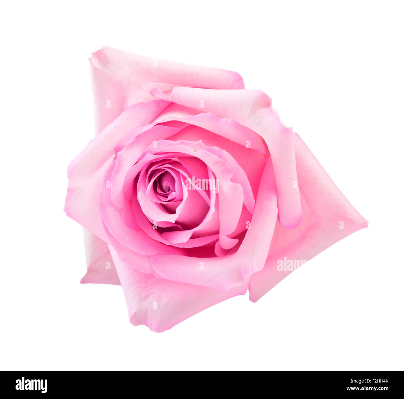 Perfetto rosa rosa isolato su bianco Foto Stock