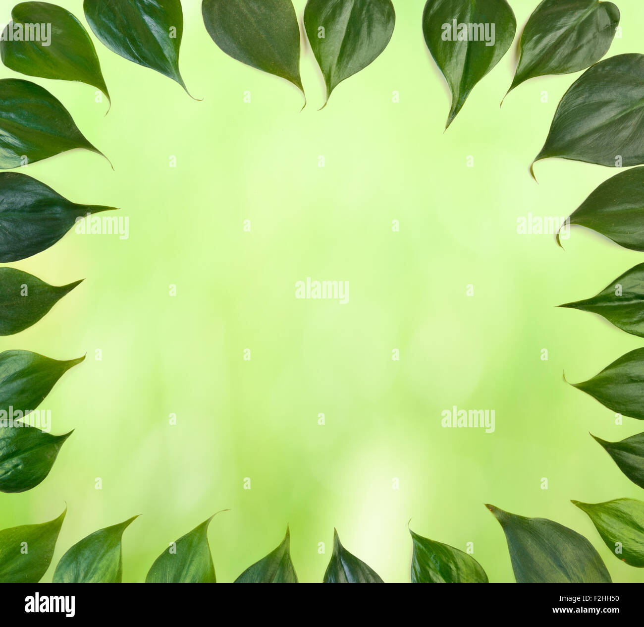 Foglie verde foglia sfondo di confine Foto Stock