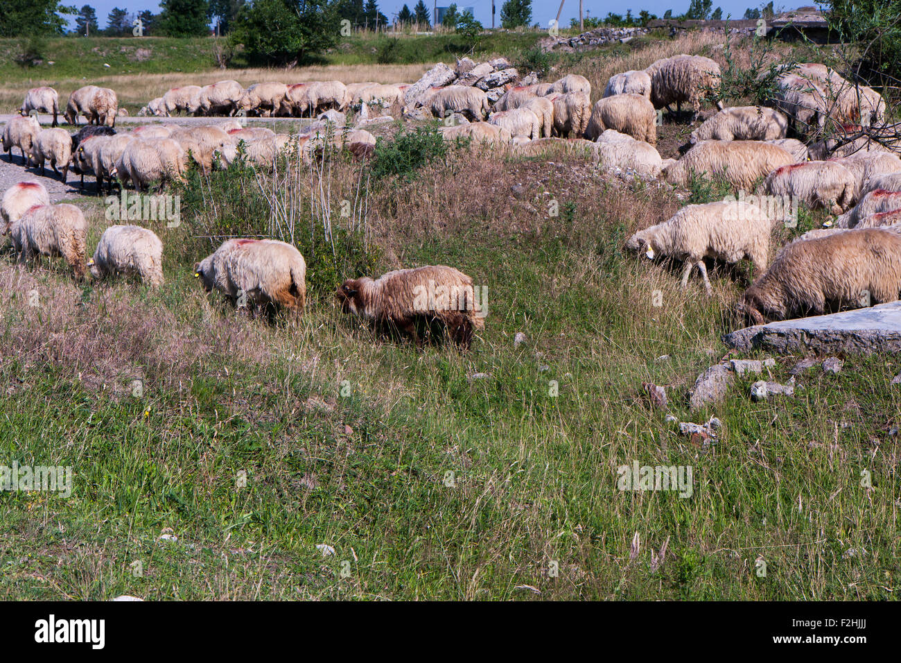 Pascolare il gregge di pecore tra le verdi colline Foto Stock