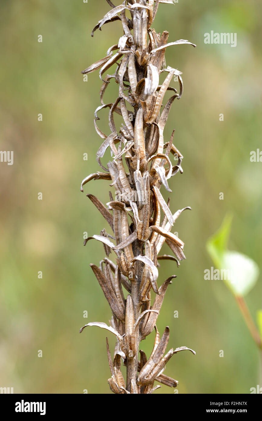 Un secco Oenothera biennis, chiamato anche la sera-primrose, serata star, o sun drop, nel prato a fine estate Foto Stock