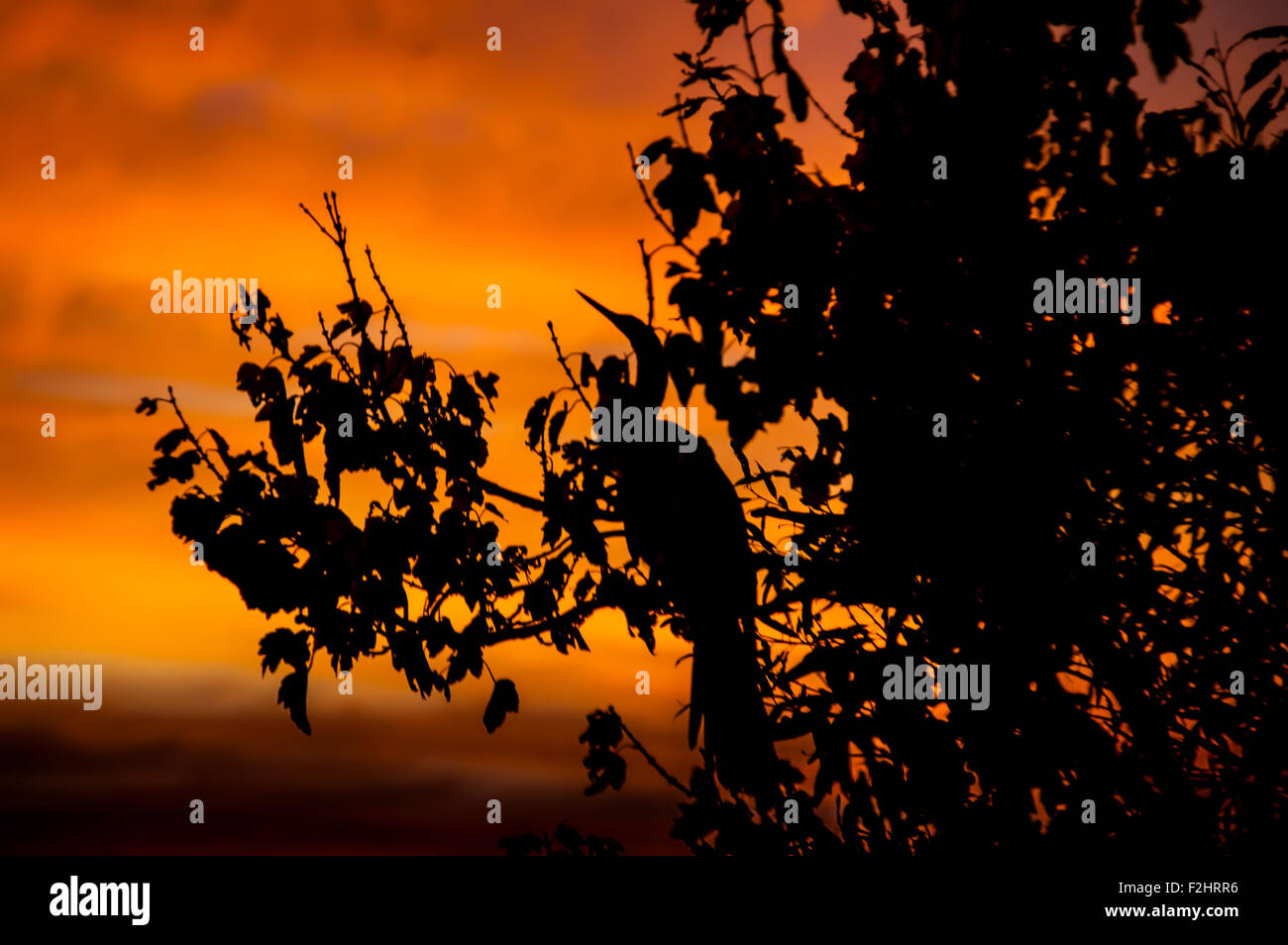 Anhinga Bird silhouette sullo sfondo del tramonto Foto Stock