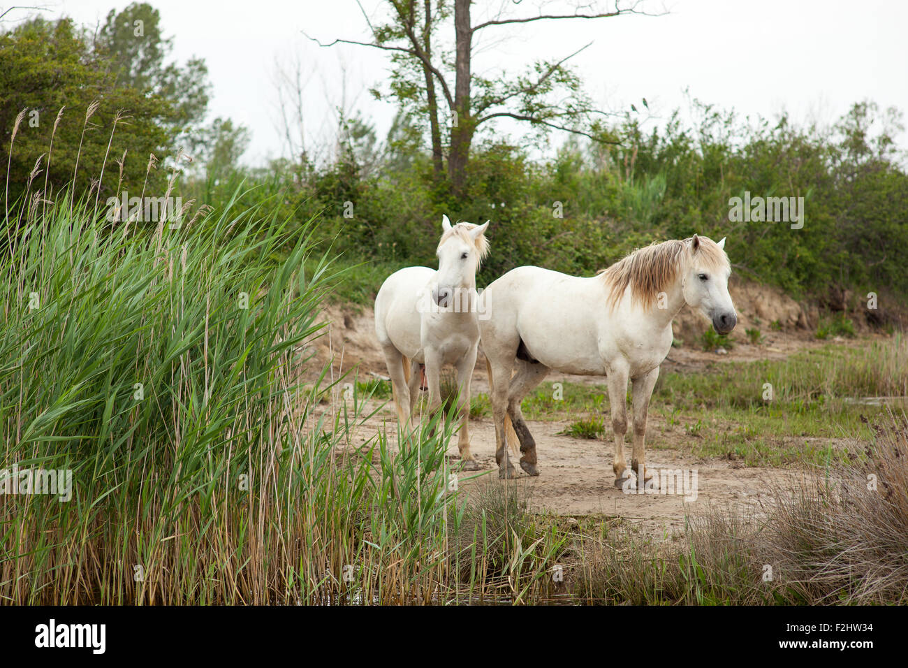 Cavalli Camargue in una palude - Isola della Cona Foto Stock