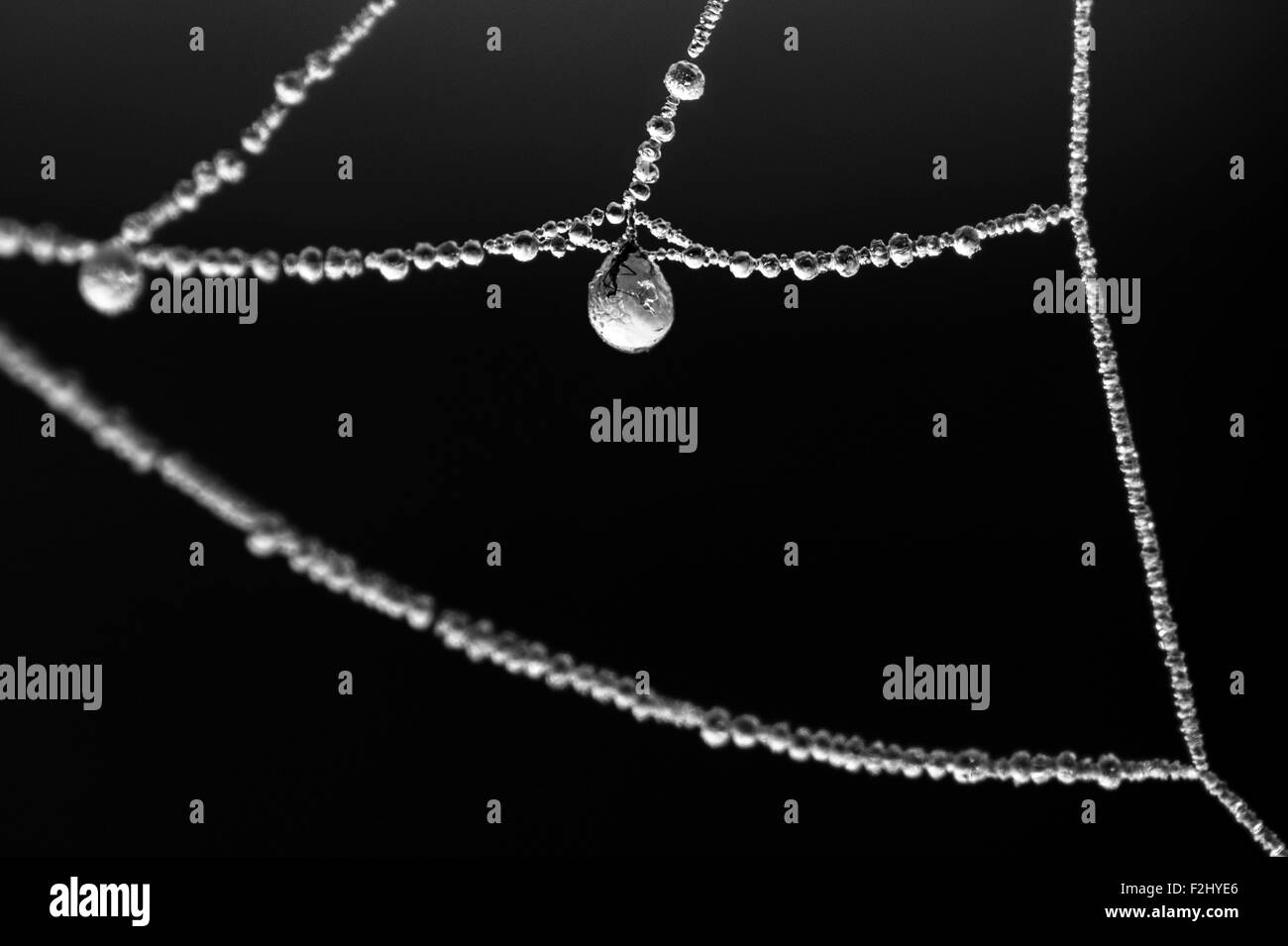 Spider Web di brina e ghiaccio con un bug intrappolati nel cristallo di ghiaccio Foto Stock