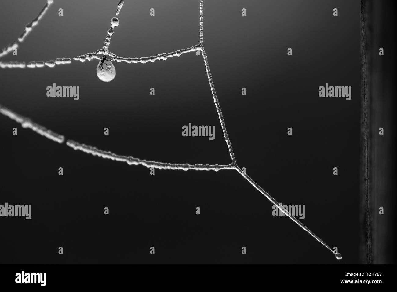 Spider Web di brina e ghiaccio con un bug intrappolati nel cristallo di ghiaccio Foto Stock