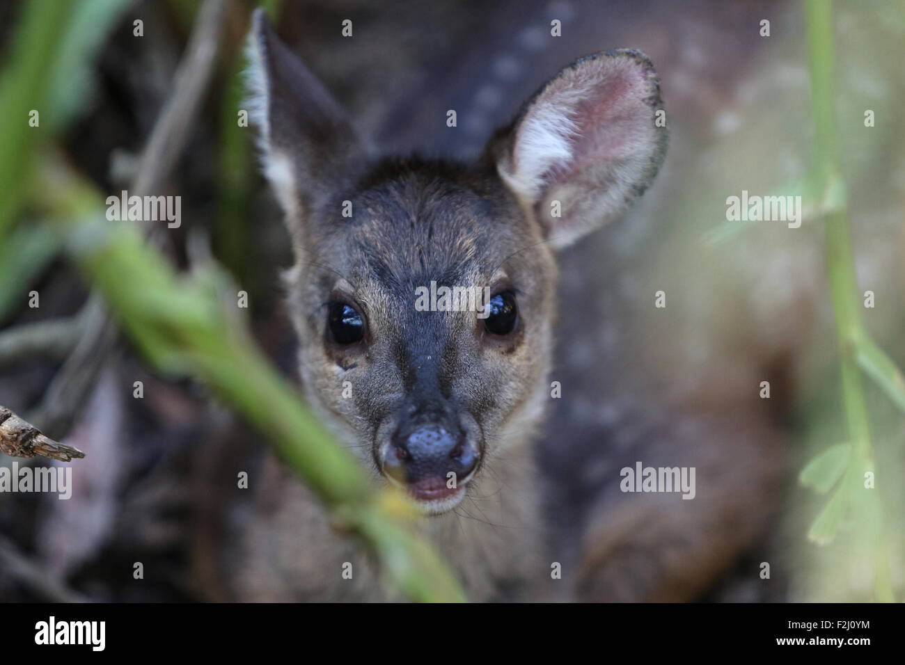 (150920) -- SAO PAULO, Sett. 20, 2015 (Xinhua) -- Foto scattata il 7 settembre 19, 2015 mostra un bambino brocket grigio al "Parque Estoril' zoo in Sao Bernardo do Campo di Sao Paulo, Brasile. Secondo la stampa locale, il "Parque Estoril' zoo ospita attualmente 23 cuccioli orfani di animali selvatici salvato nella regione a sud di Sao Paulo, vittime illegale del commercio di specie selvatiche o problemi causati dalla crescita urbana. Secondo lo zoo, tutti gli animali sono arrivati negli ultimi tre mesi e molti di essi, non essendo in grado di essere reintrodotti nel loro habitat naturale, saranno utilizzati come esempi di educazione ambientale classe Foto Stock