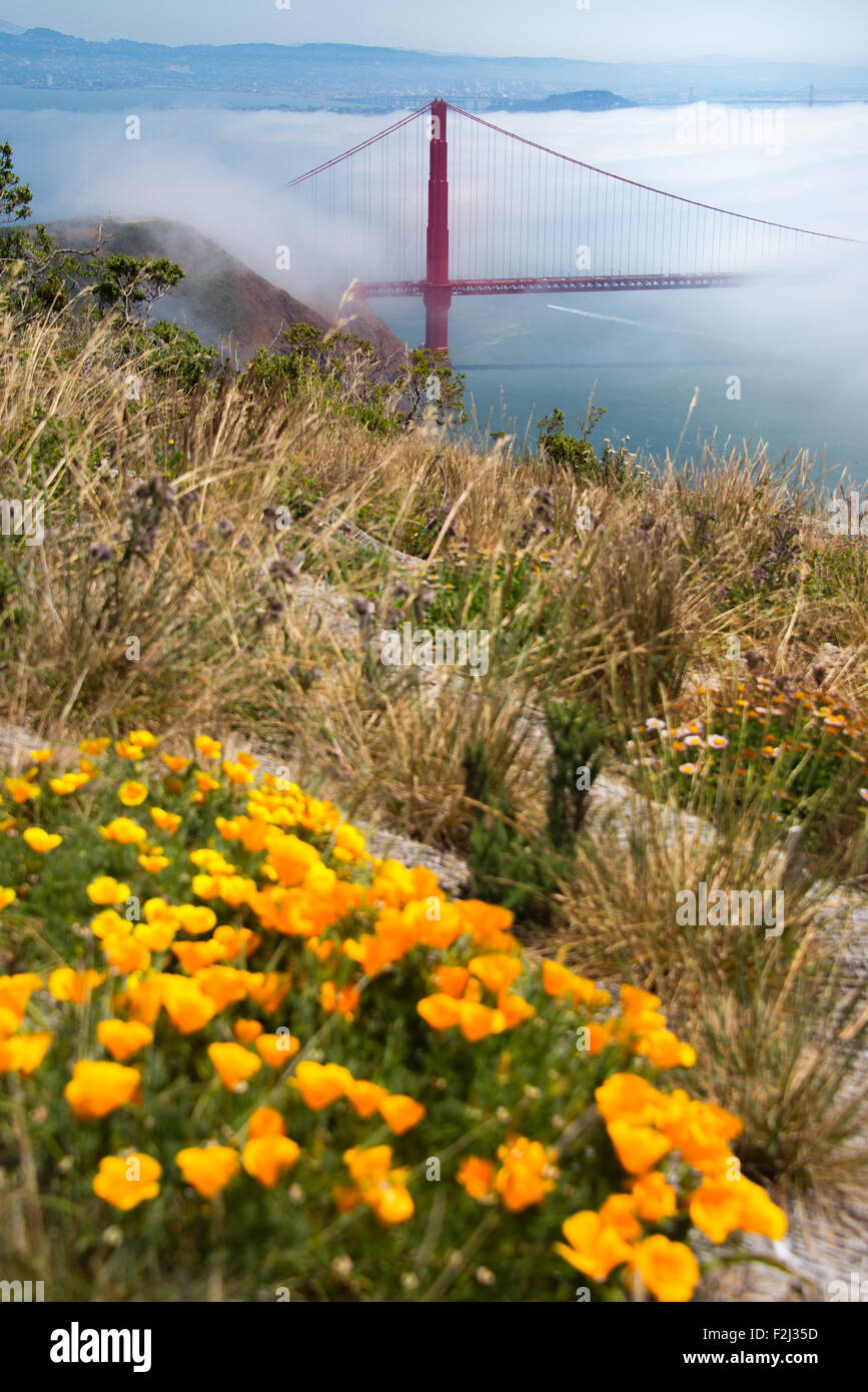 Fiori con ponte di sospensione in background, il Ponte Golden Gate e la baia di San Francisco, San Francisco, California, Stati Uniti d'America Foto Stock
