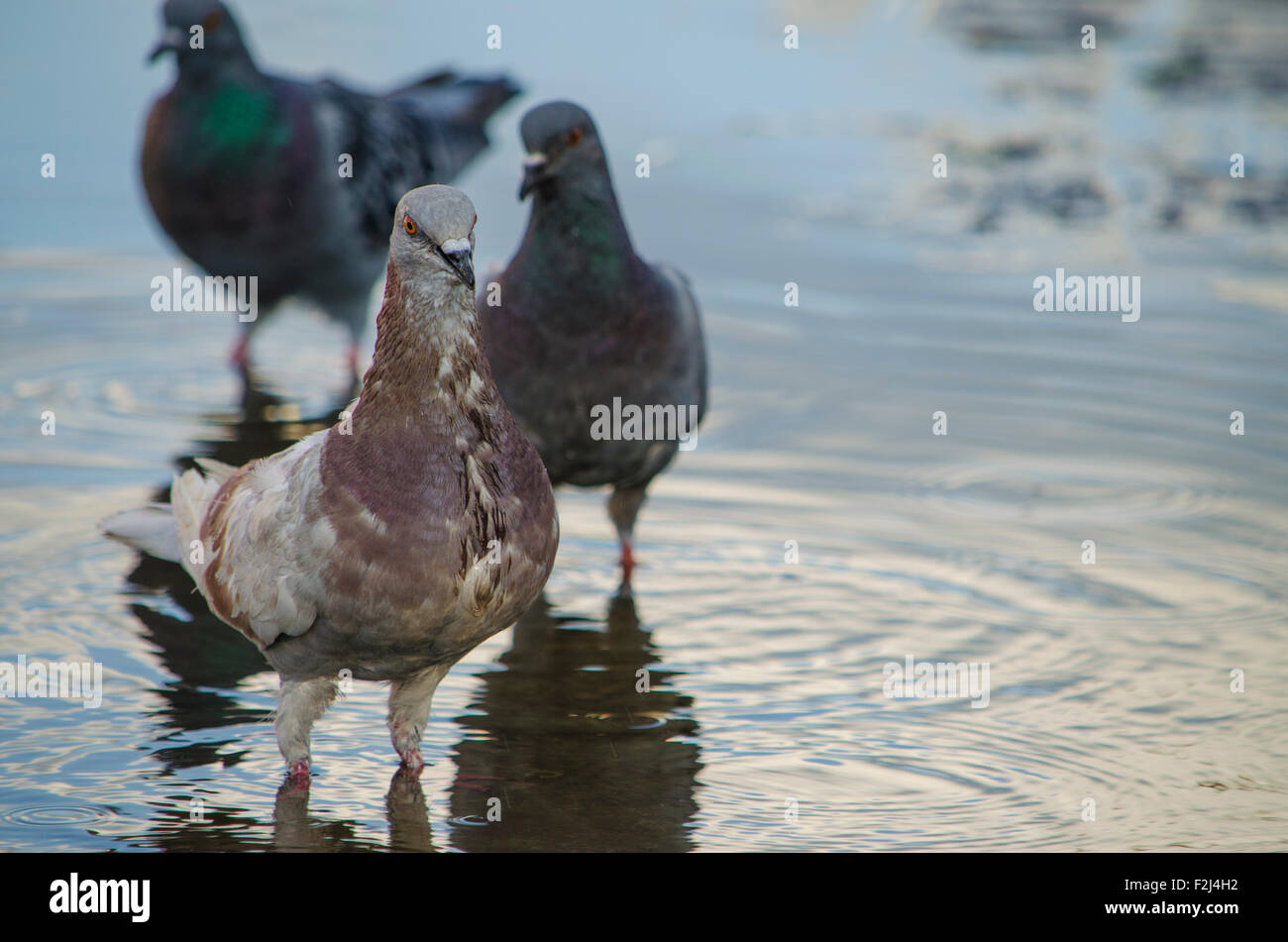 Contro l'acqua, splendido piccioni, gli uccelli in città, gli uccelli in volo, piccioni città in acqua, Piccioni in città Foto Stock
