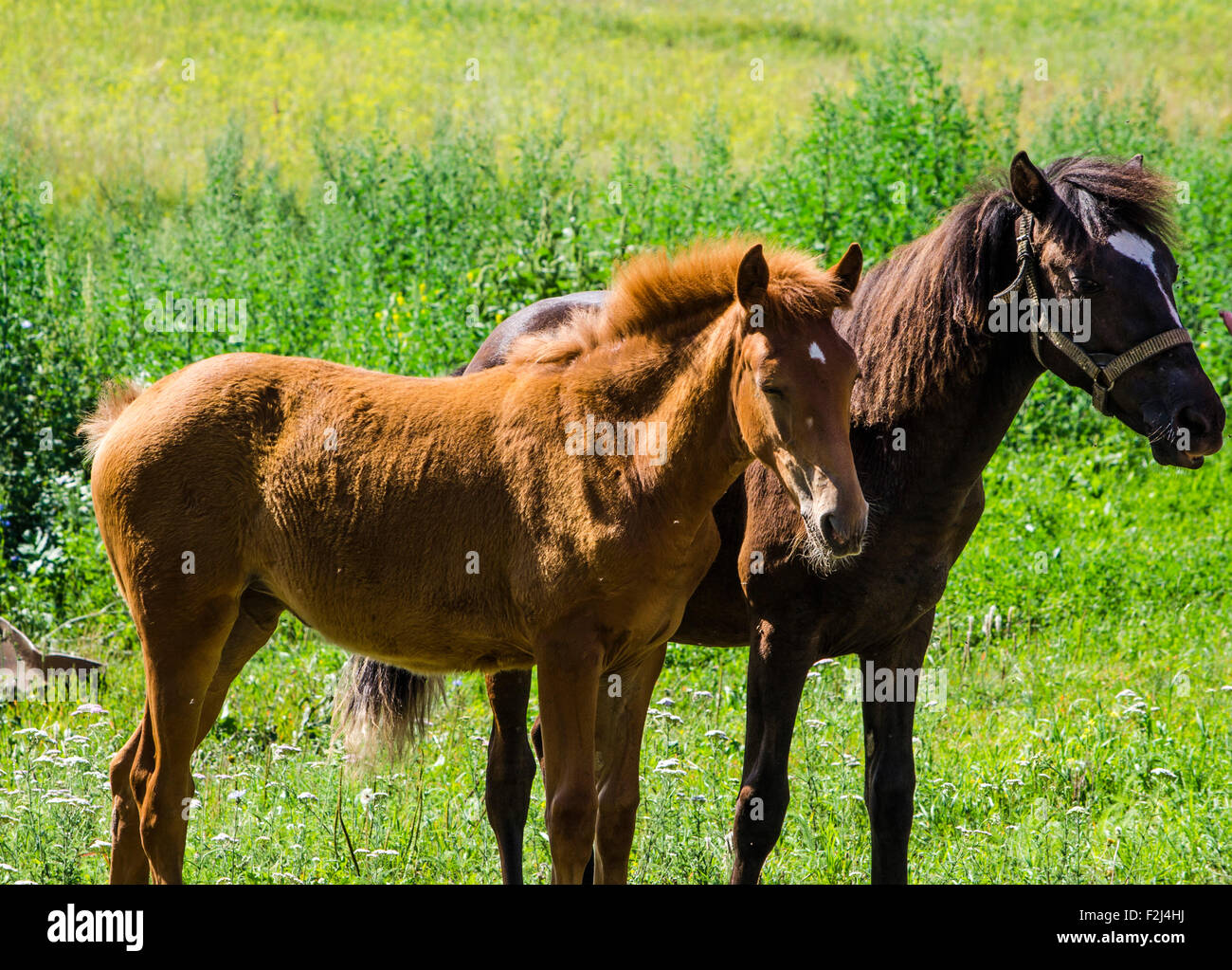 Cavallo bellissimo, marrone cavallo, cavallo, Cavalli, Estate, due cavalli, sostare a piedi di un cavallo, i cavalli giovani, un puledro Foto Stock