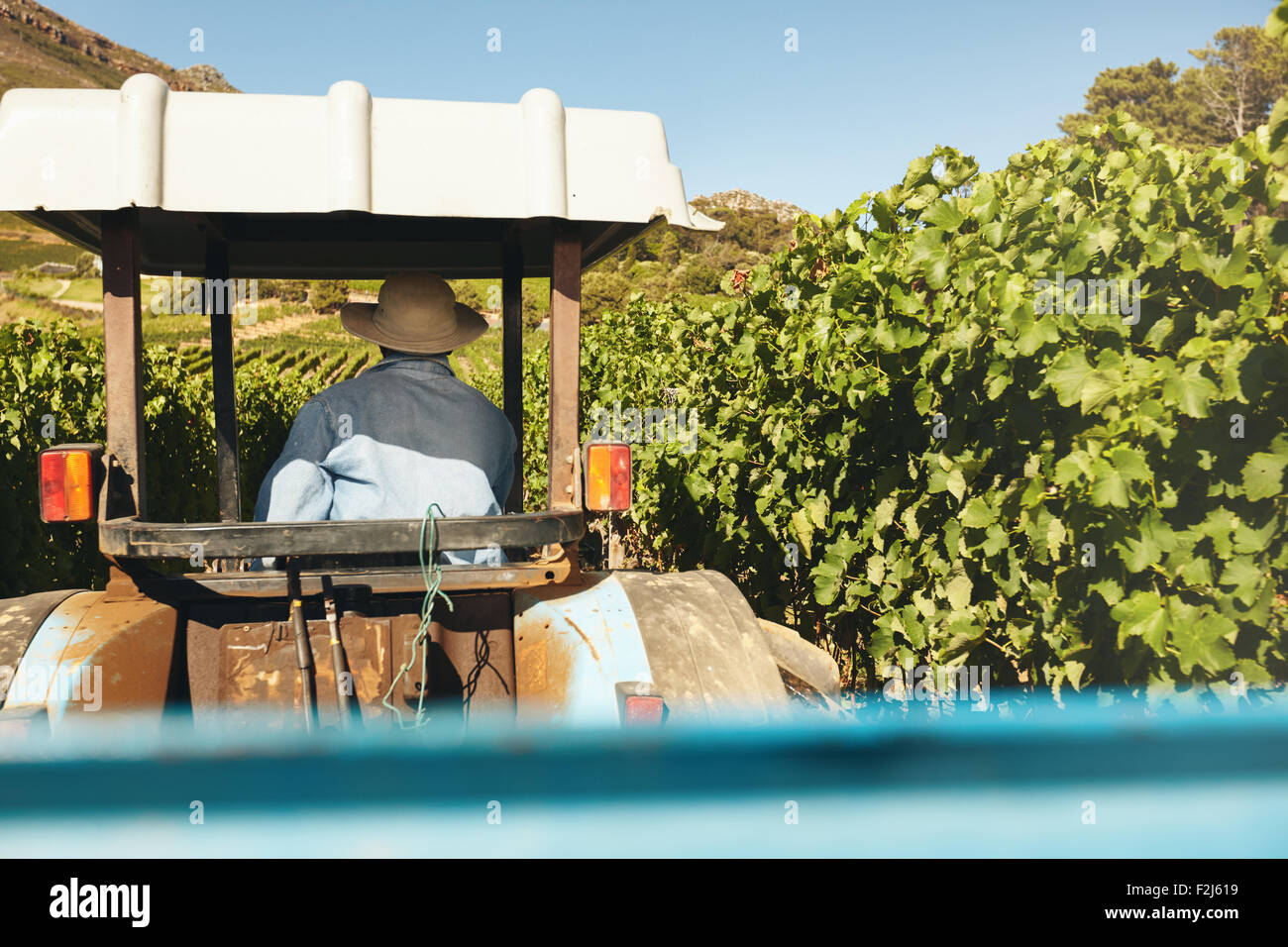 Vista posteriore del contadino alla guida del suo trattore tra i filari di un traliccio in vigna durante la stagione di mietitura. Foto Stock
