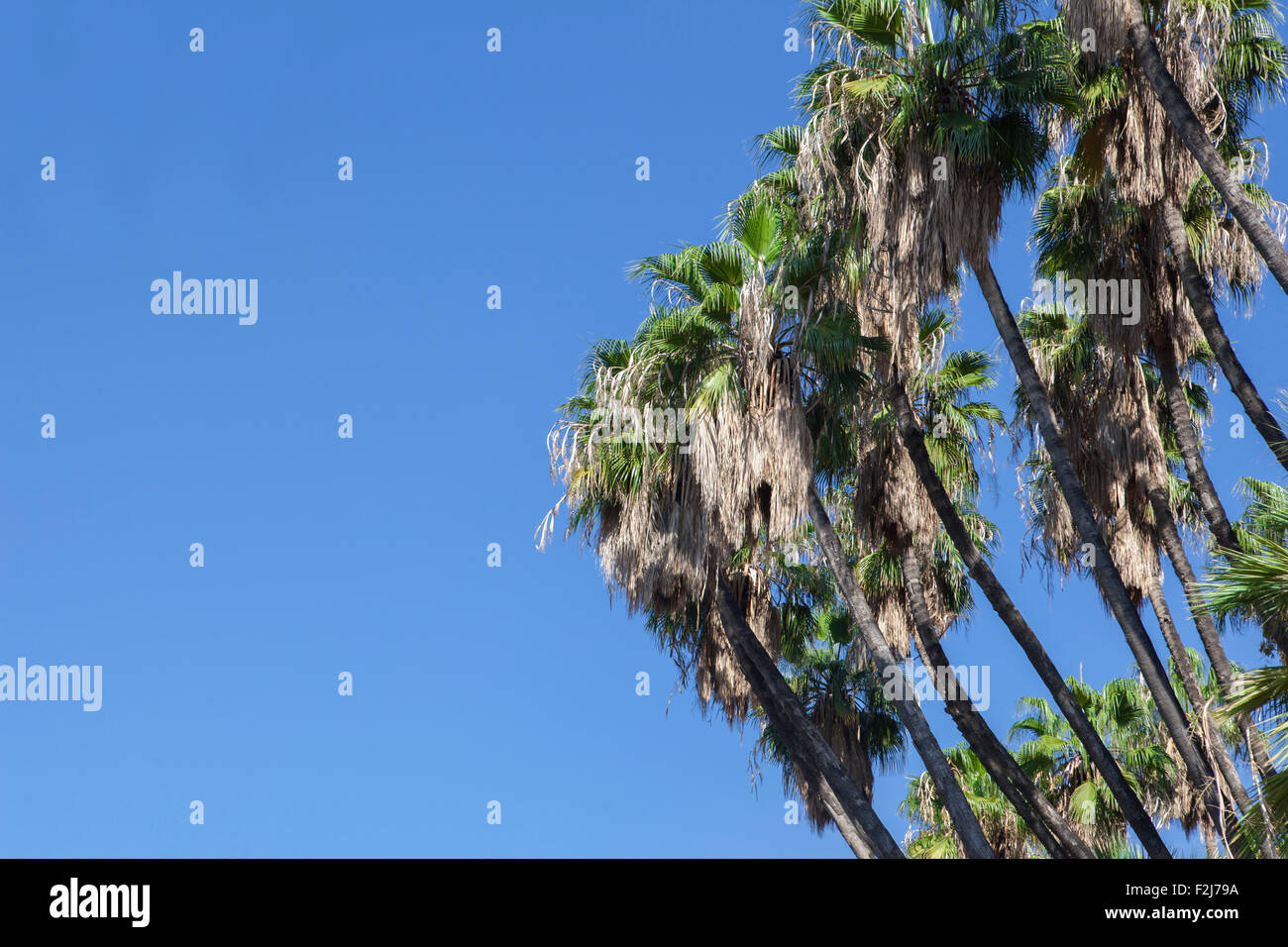 Sfondo di palme di cocco contro il cielo blu Foto Stock