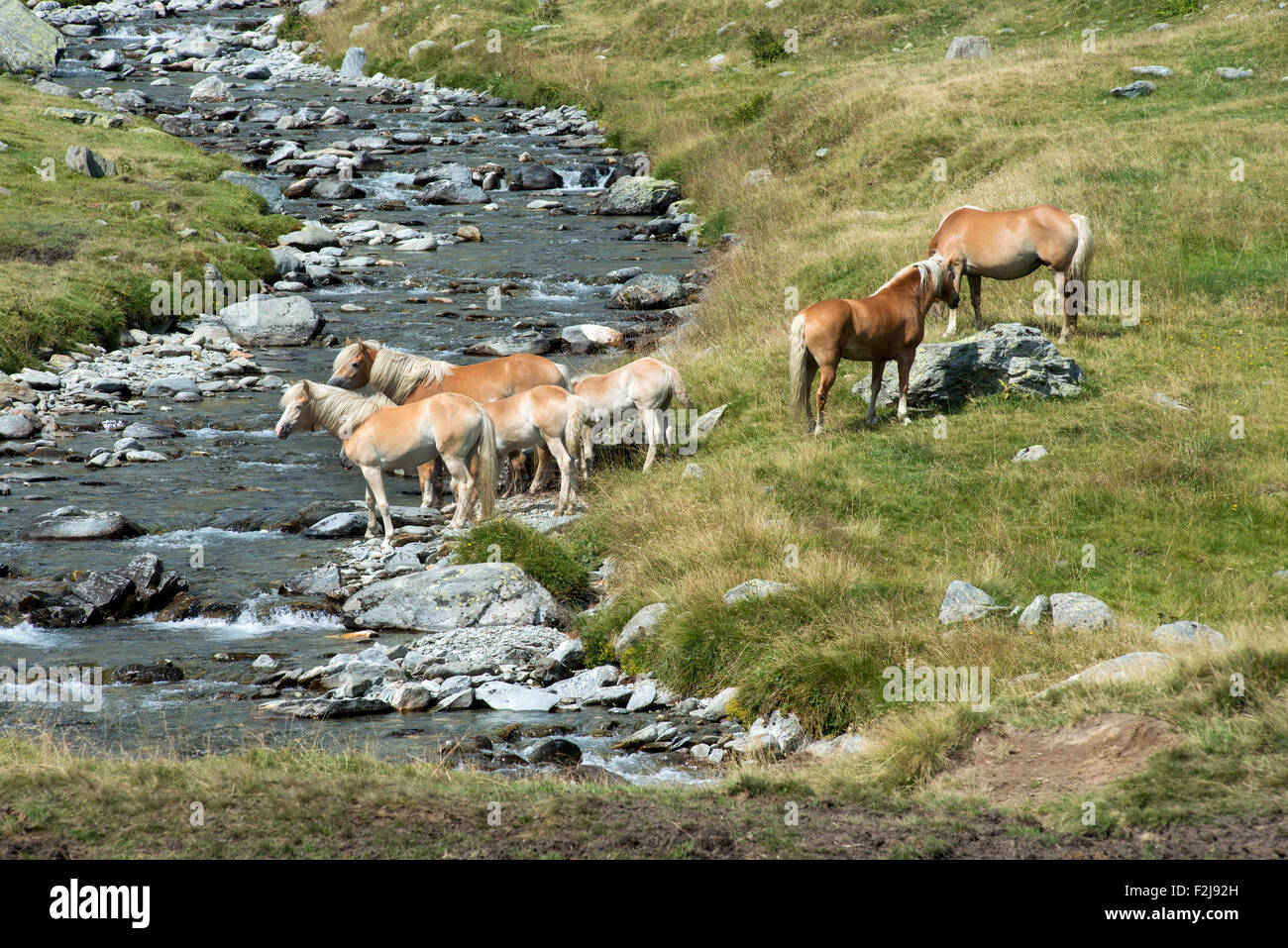 Allevamento di pretty cavalli selvaggi con il Palomino manes code di annunci raggruppati in piedi su un argine in corrispondenza di un bordo di una rocciosa flusso rurale Foto Stock