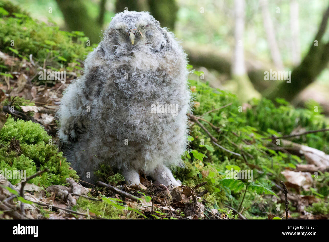 Verso il basso coperto Allocco (Strix aluco) chick seduto sul pavimento del bosco, Cumbria, Regno Unito. Foto Stock