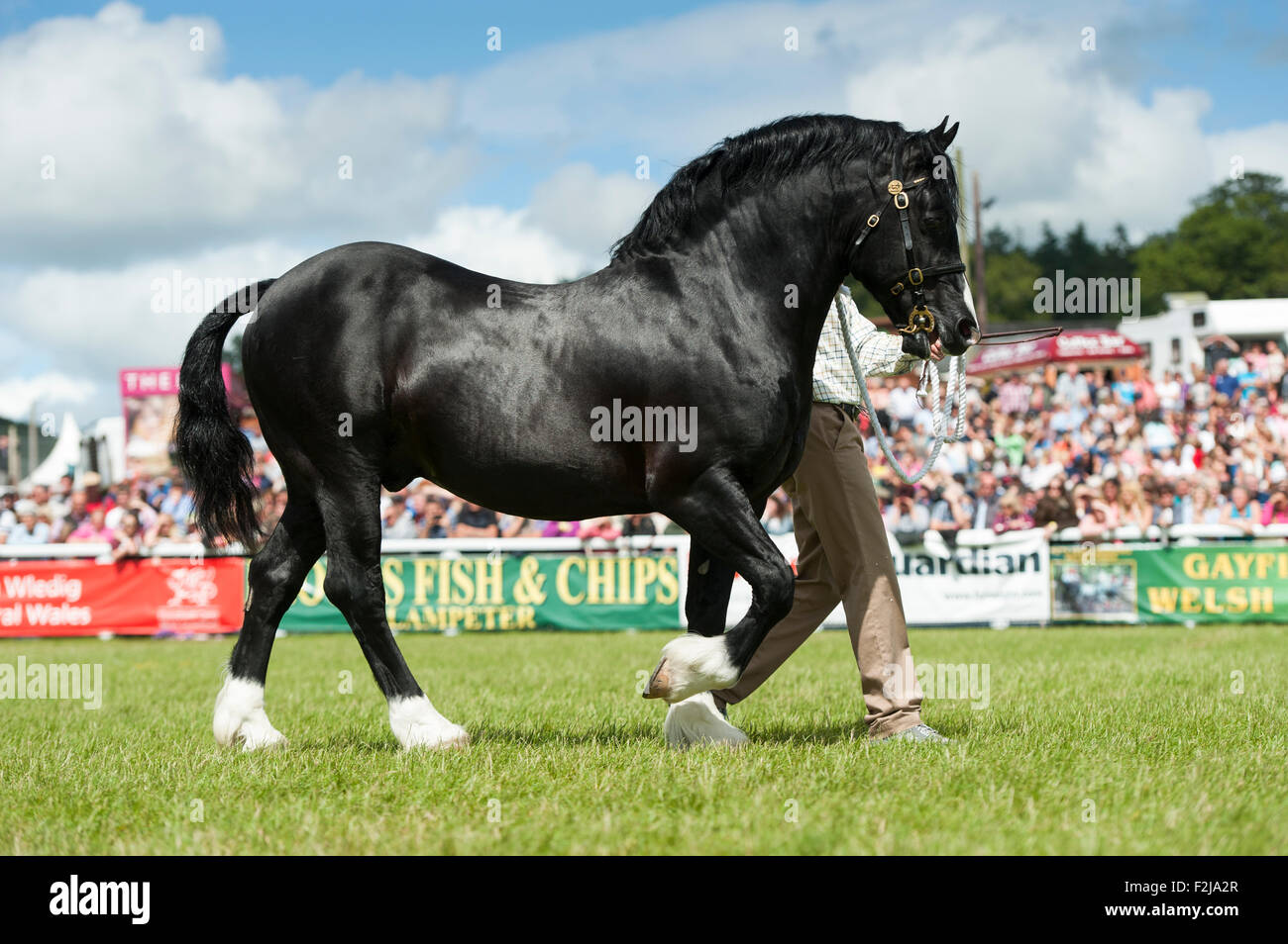 A giudicare il Senior Welsh Cob stalloni presso il Royal Welsh Show 2015. Foto Stock