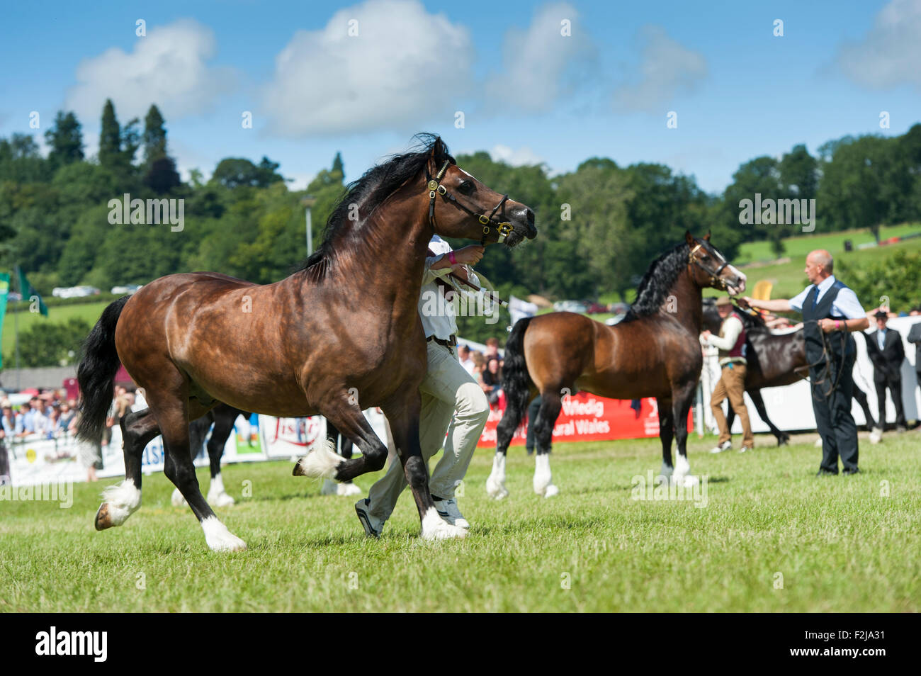 A giudicare il Senior Welsh Cob stalloni presso il Royal Welsh Show 2015. Foto Stock